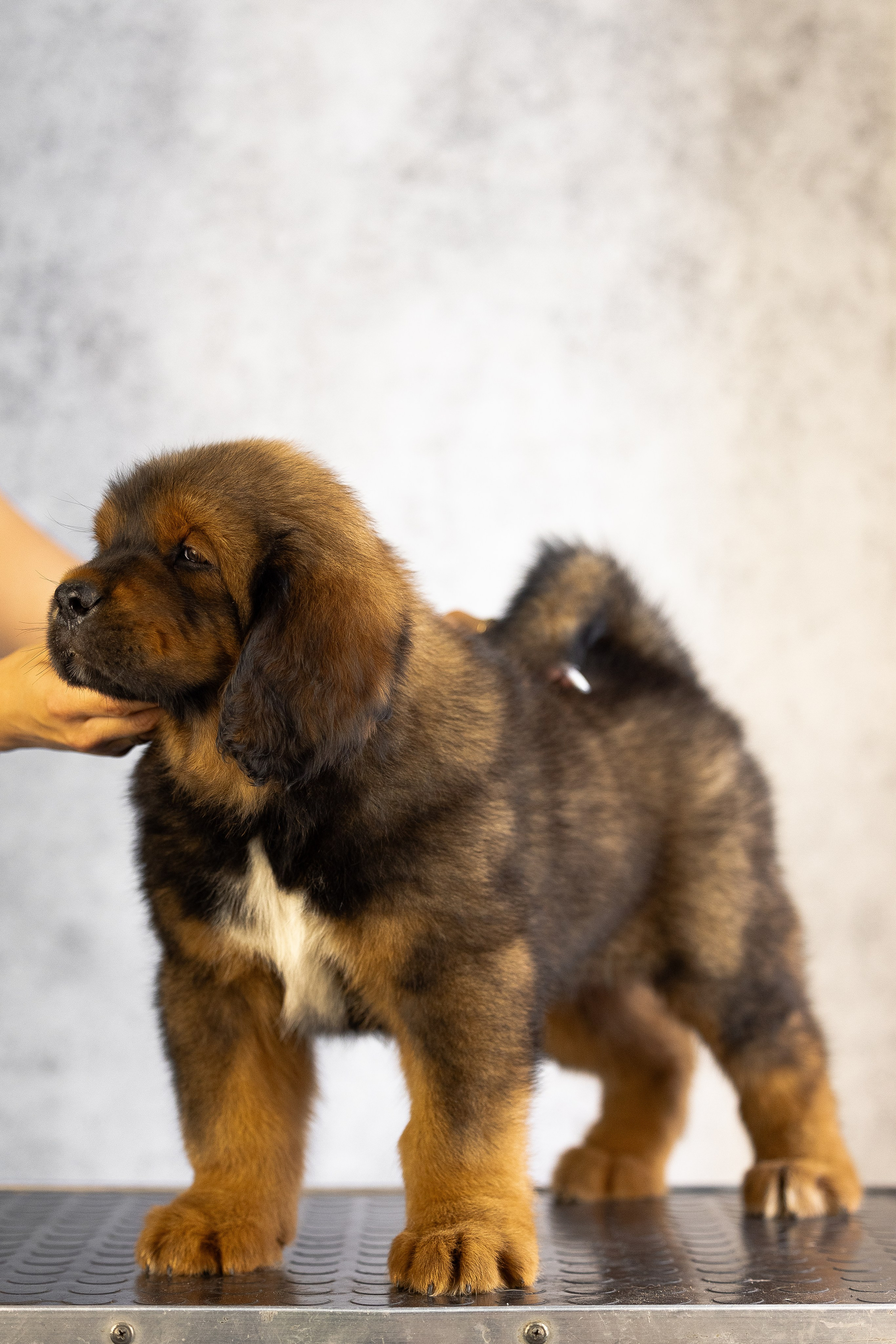 Тибетский мастиф. Фотограф и видеограф анималист Аганина Дарья