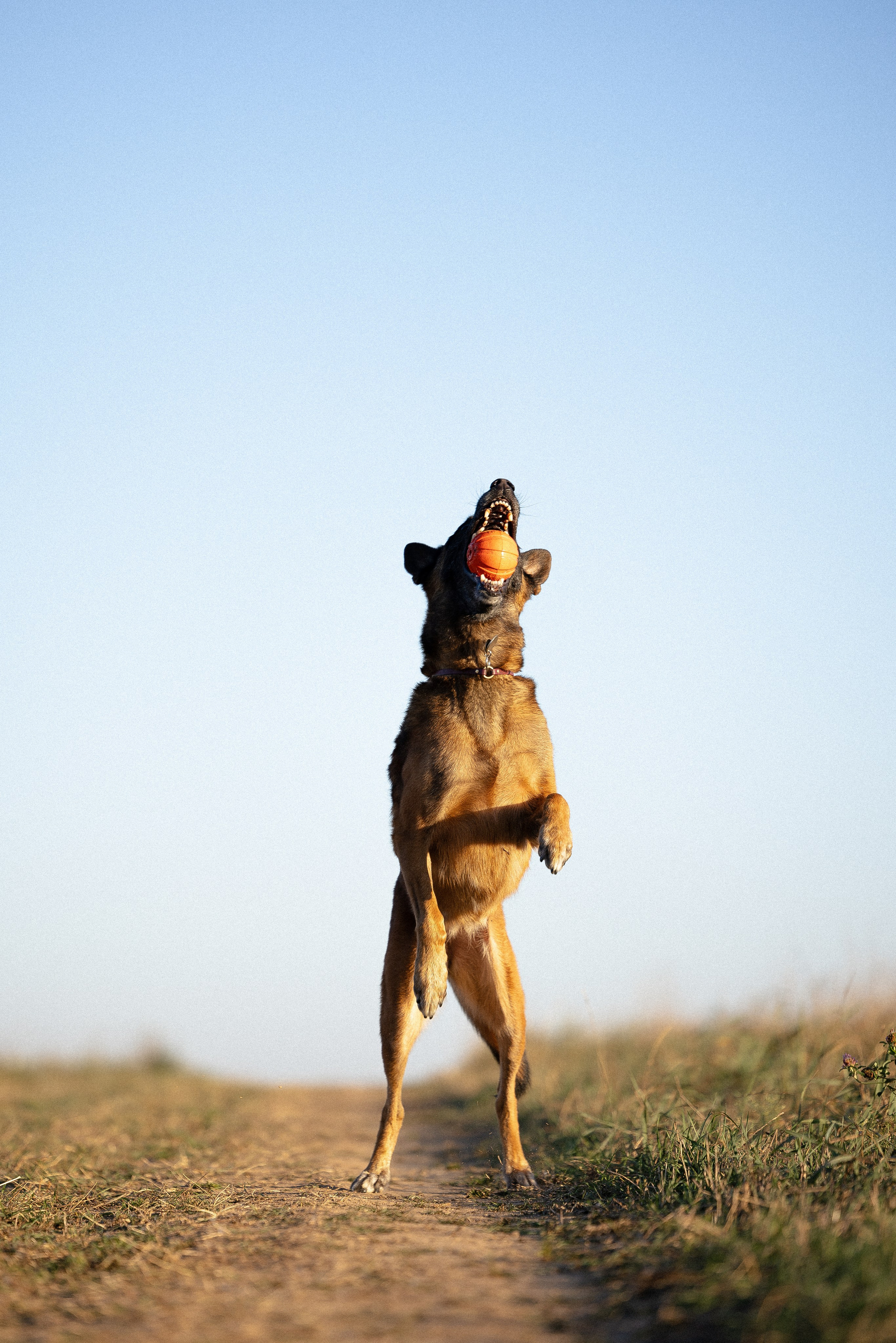 Женя, Афра и Молли. Фотограф и видеограф анималист Аганина Дарья