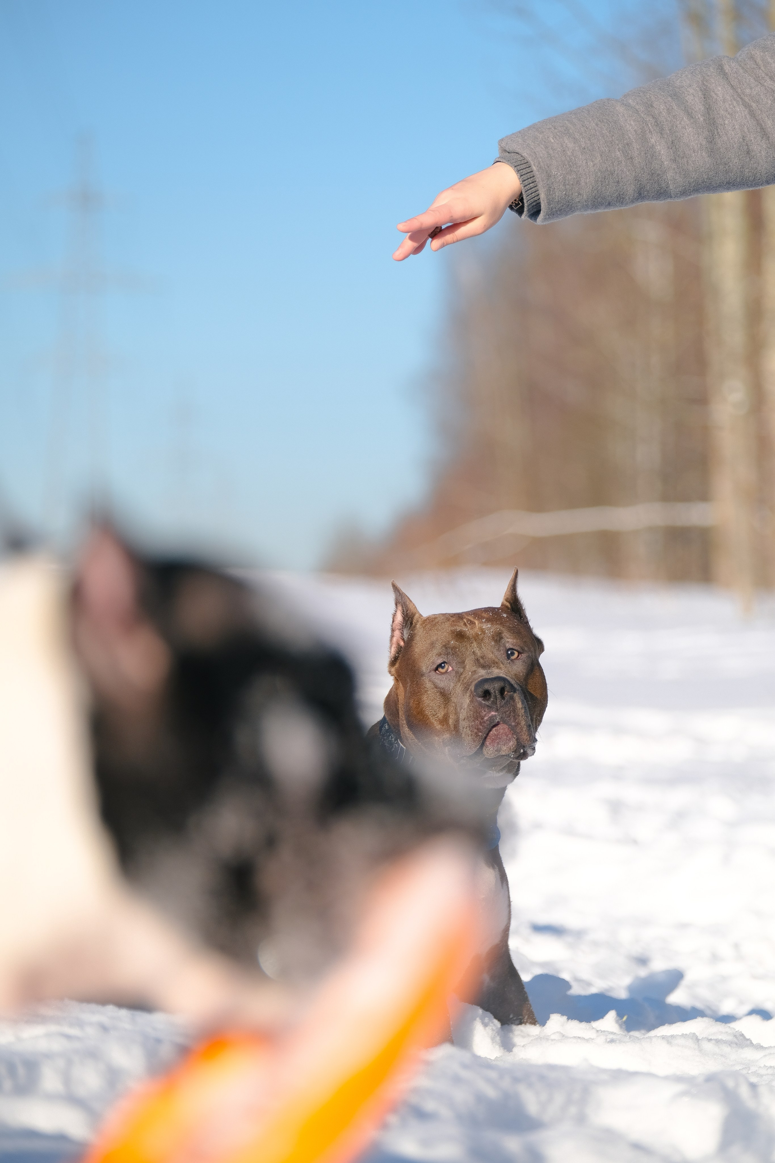 Баста и Эйгон. Фотограф и видеограф анималист Аганина Дарья