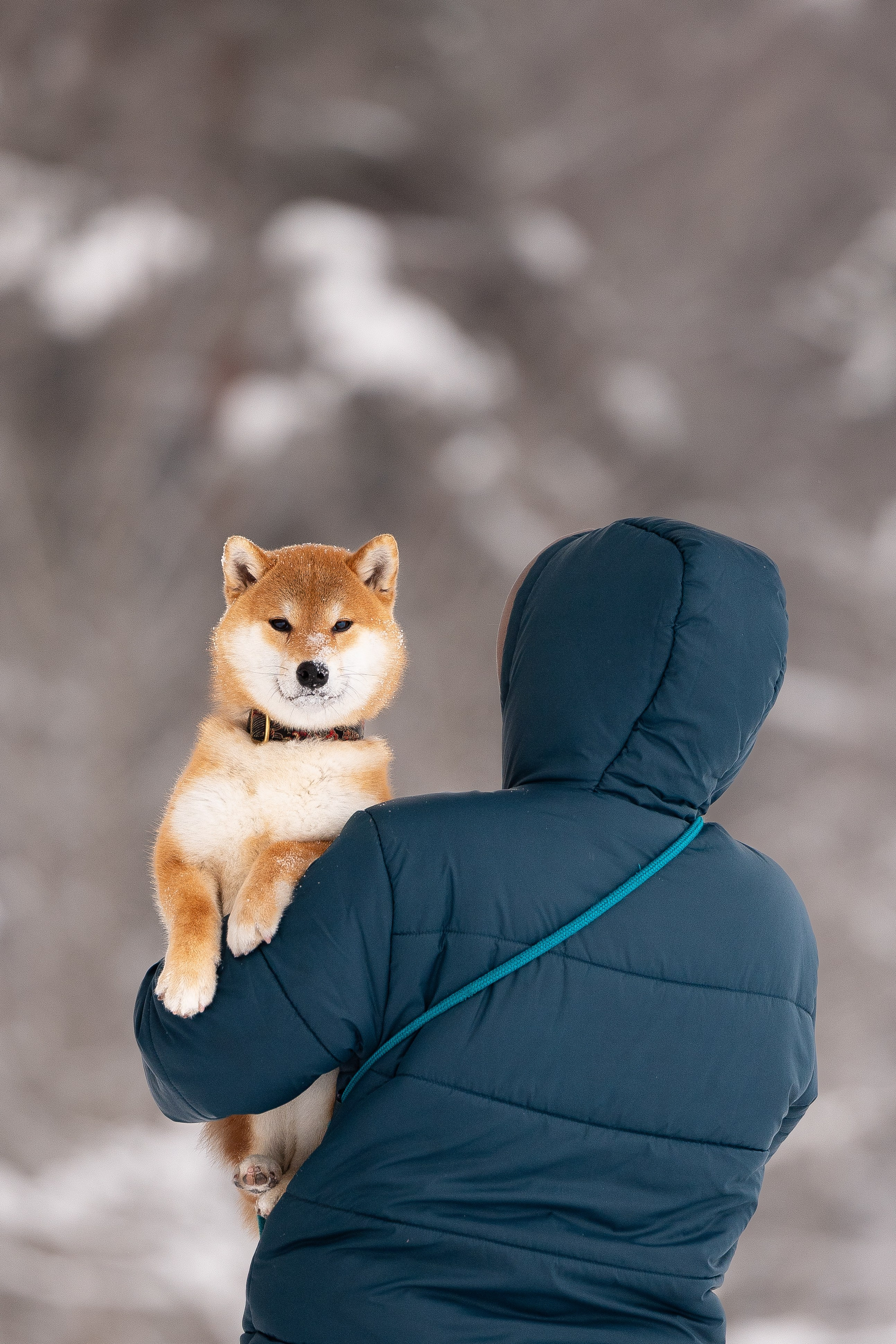 Юми, Серж и Тоши. Фотограф и видеограф анималист Аганина Дарья