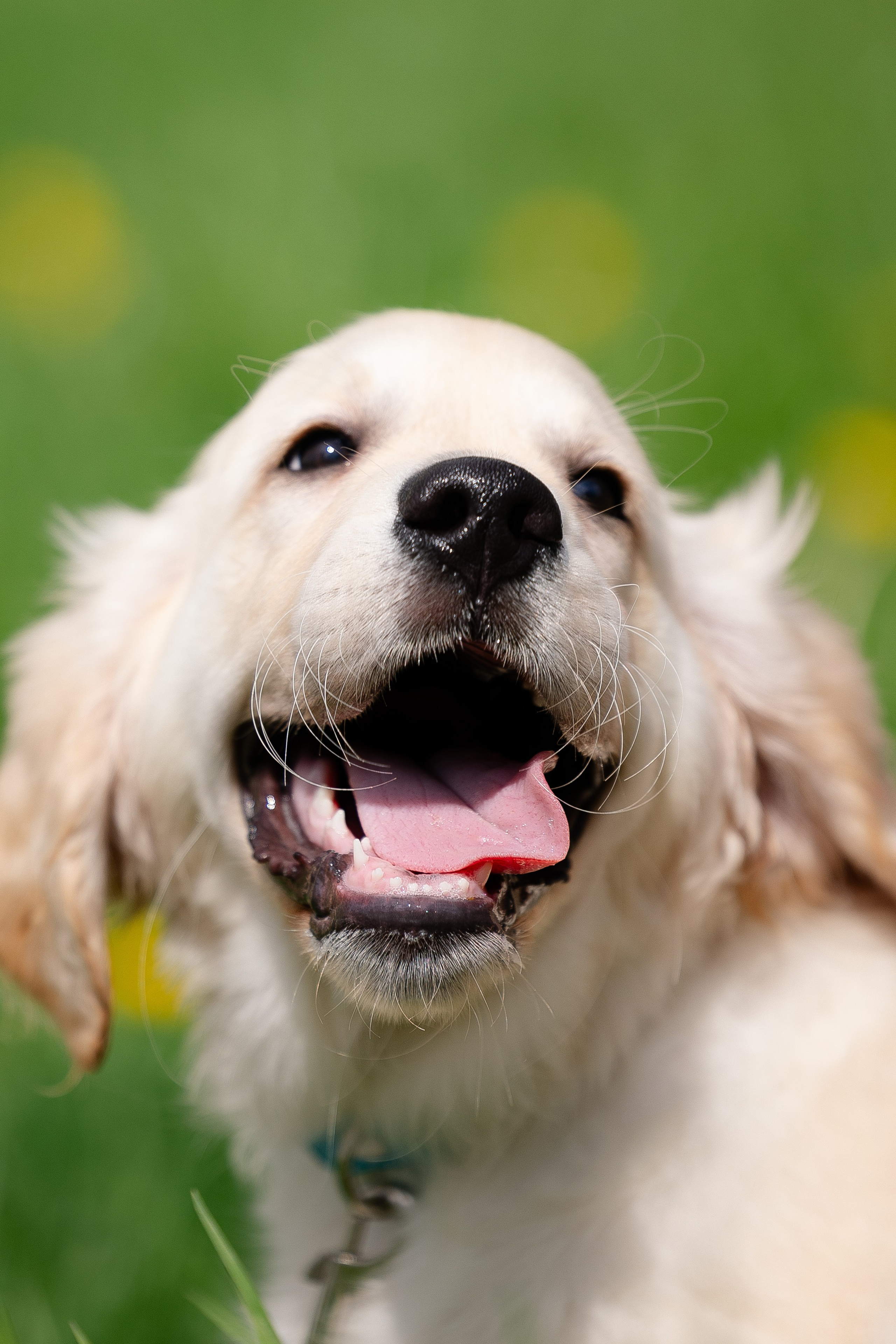 Голден ретривер. Фотограф и видеограф анималист Аганина Дарья