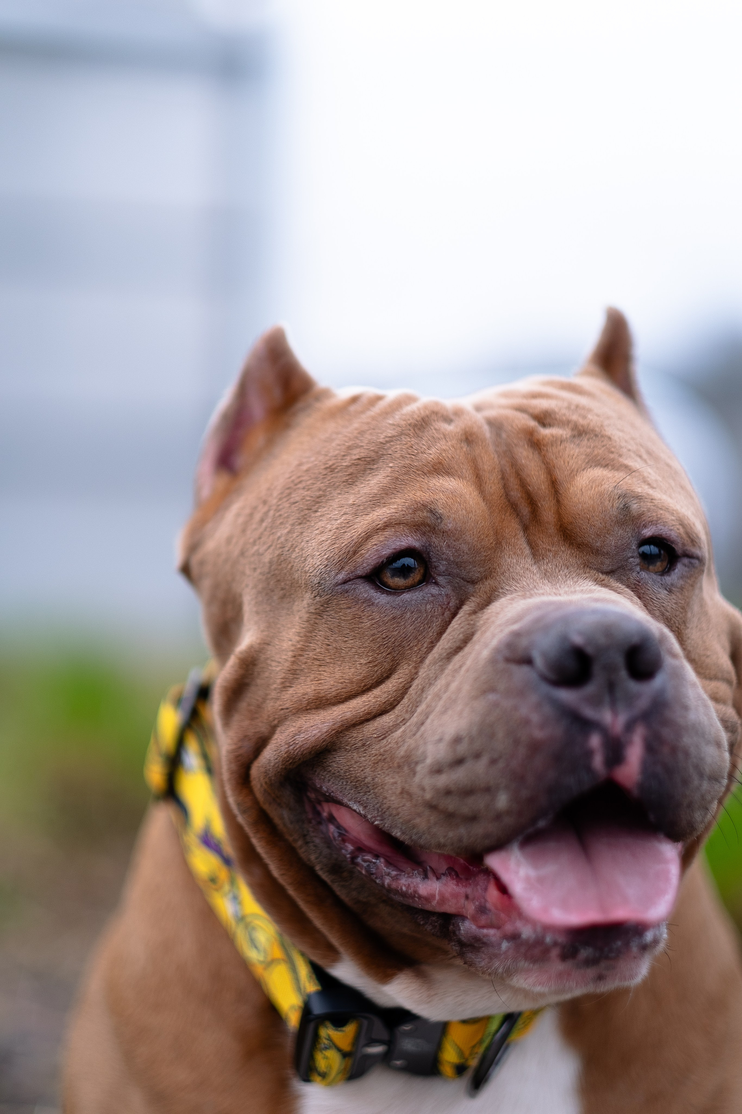 Спай и его семья. Фотограф и видеограф анималист Аганина Дарья