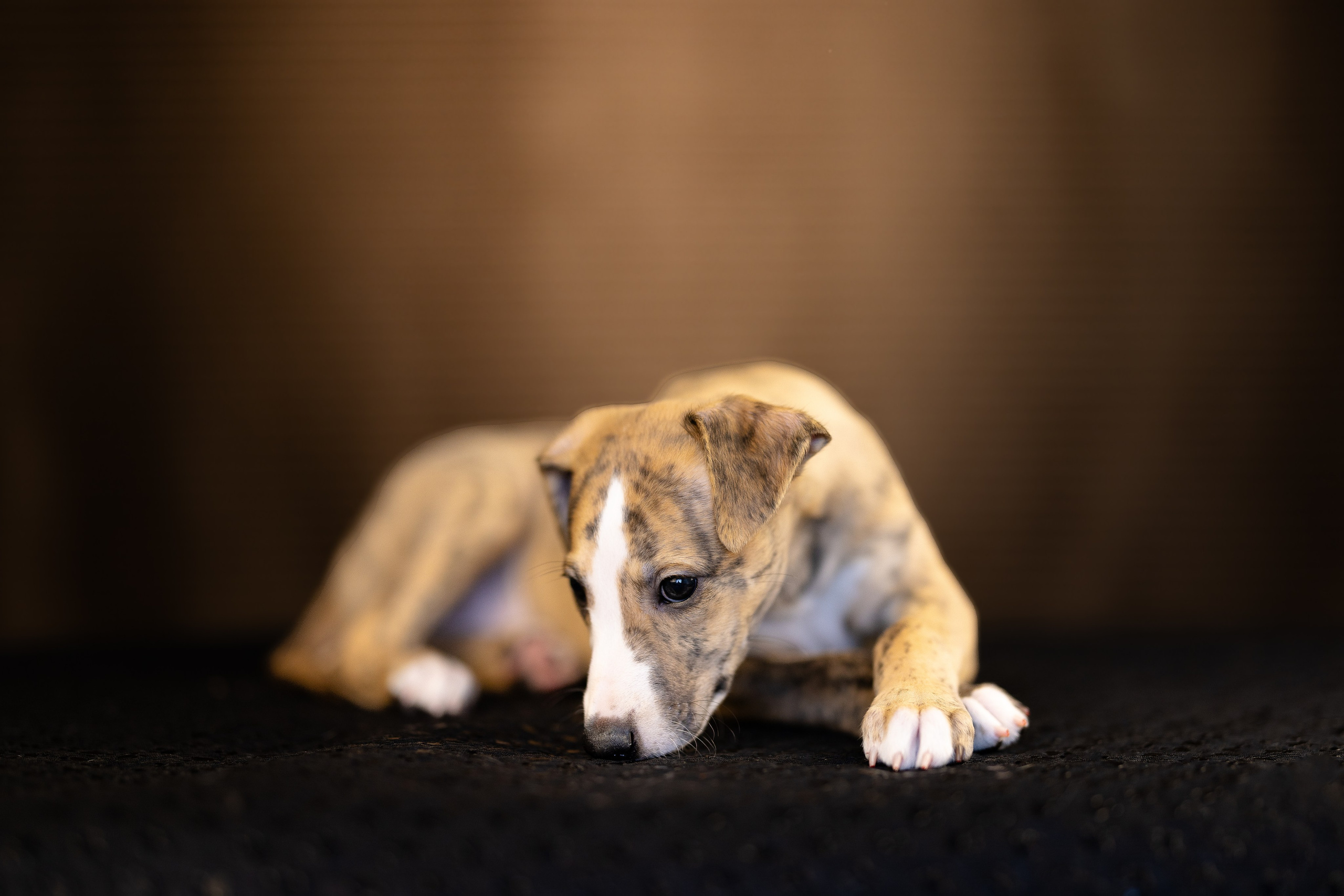 Уиппет. Фотограф и видеограф анималист Аганина Дарья