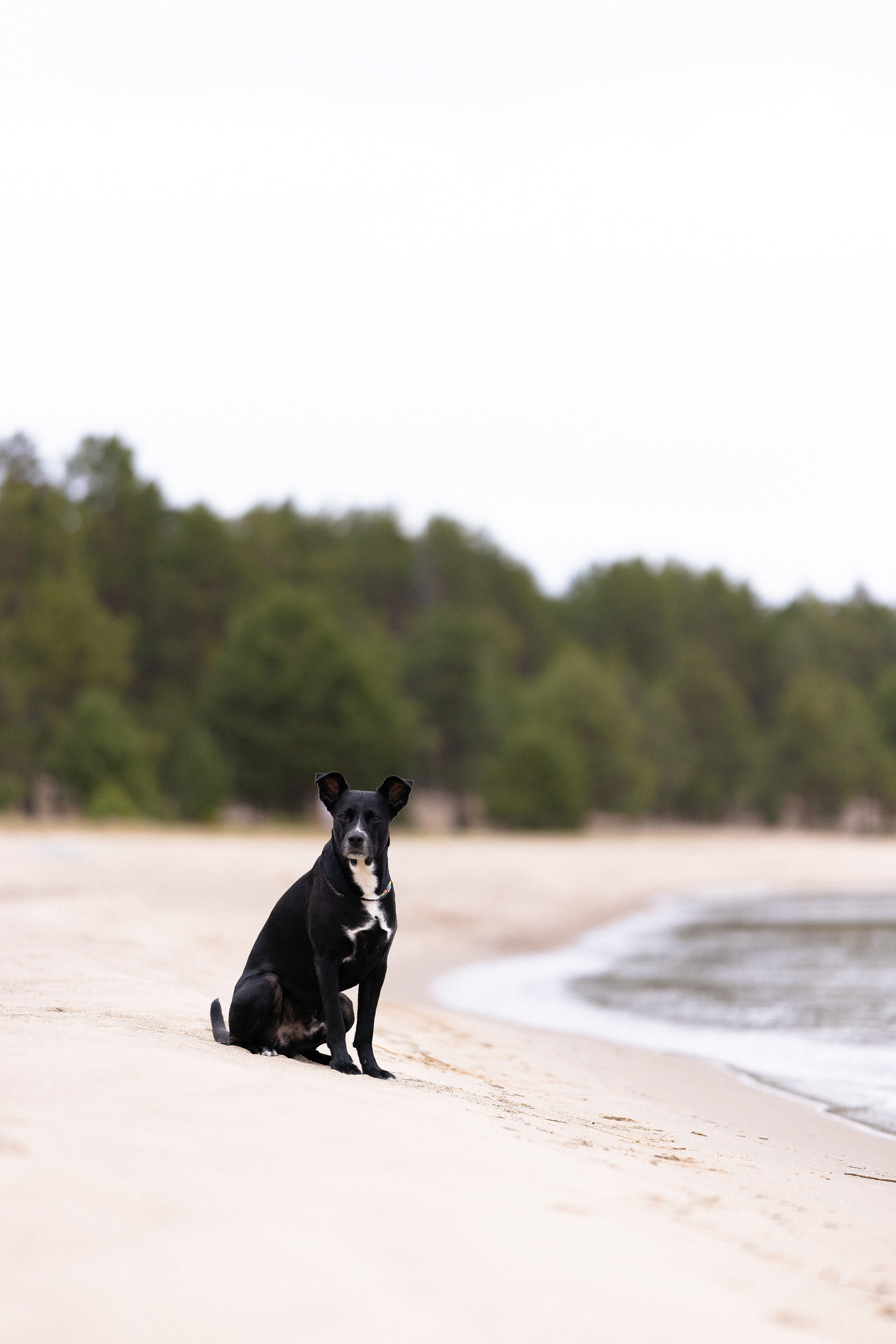 Karelia. Фотограф и видеограф анималист Аганина Дарья