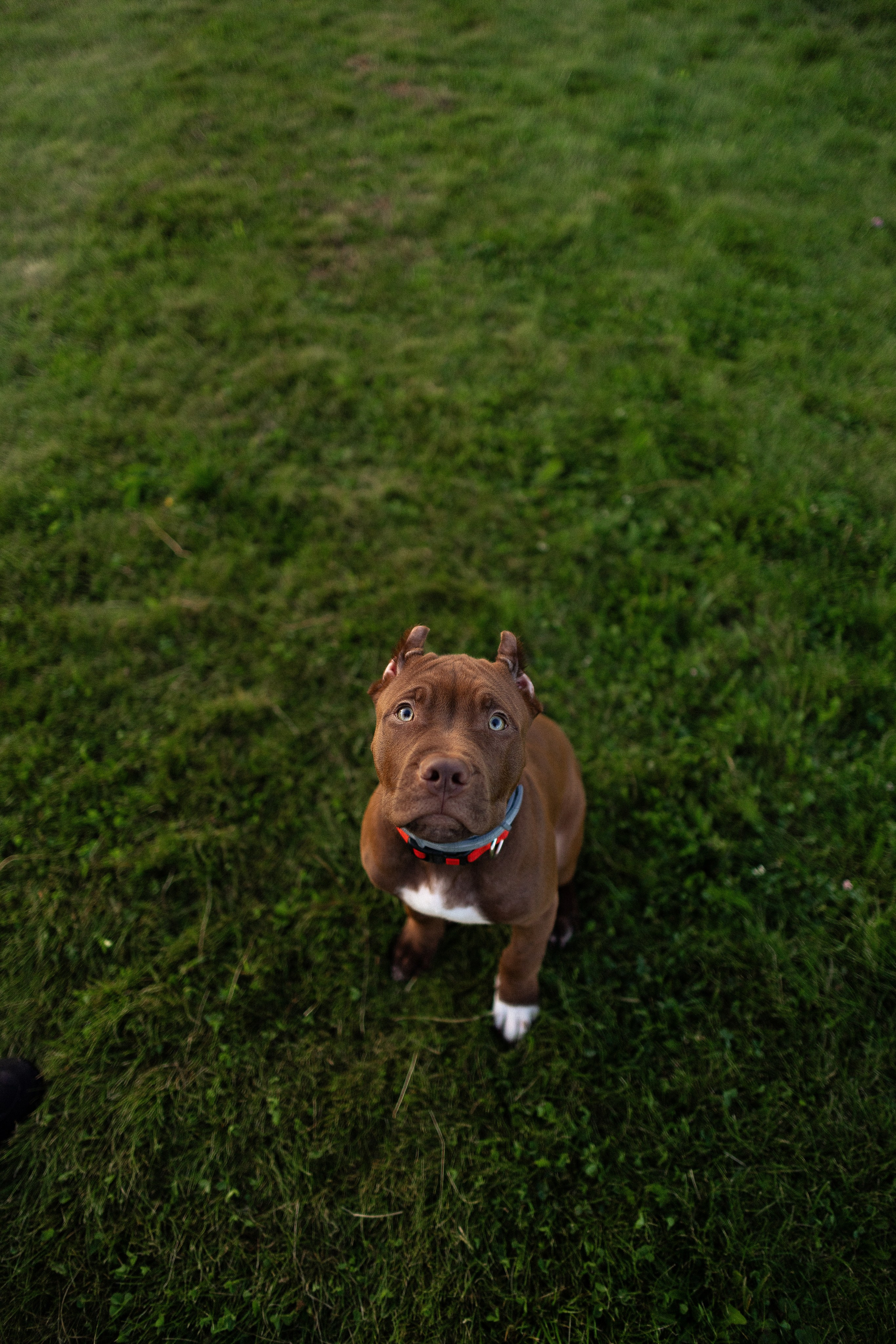 Елена и Хан. Фотограф и видеограф анималист Аганина Дарья