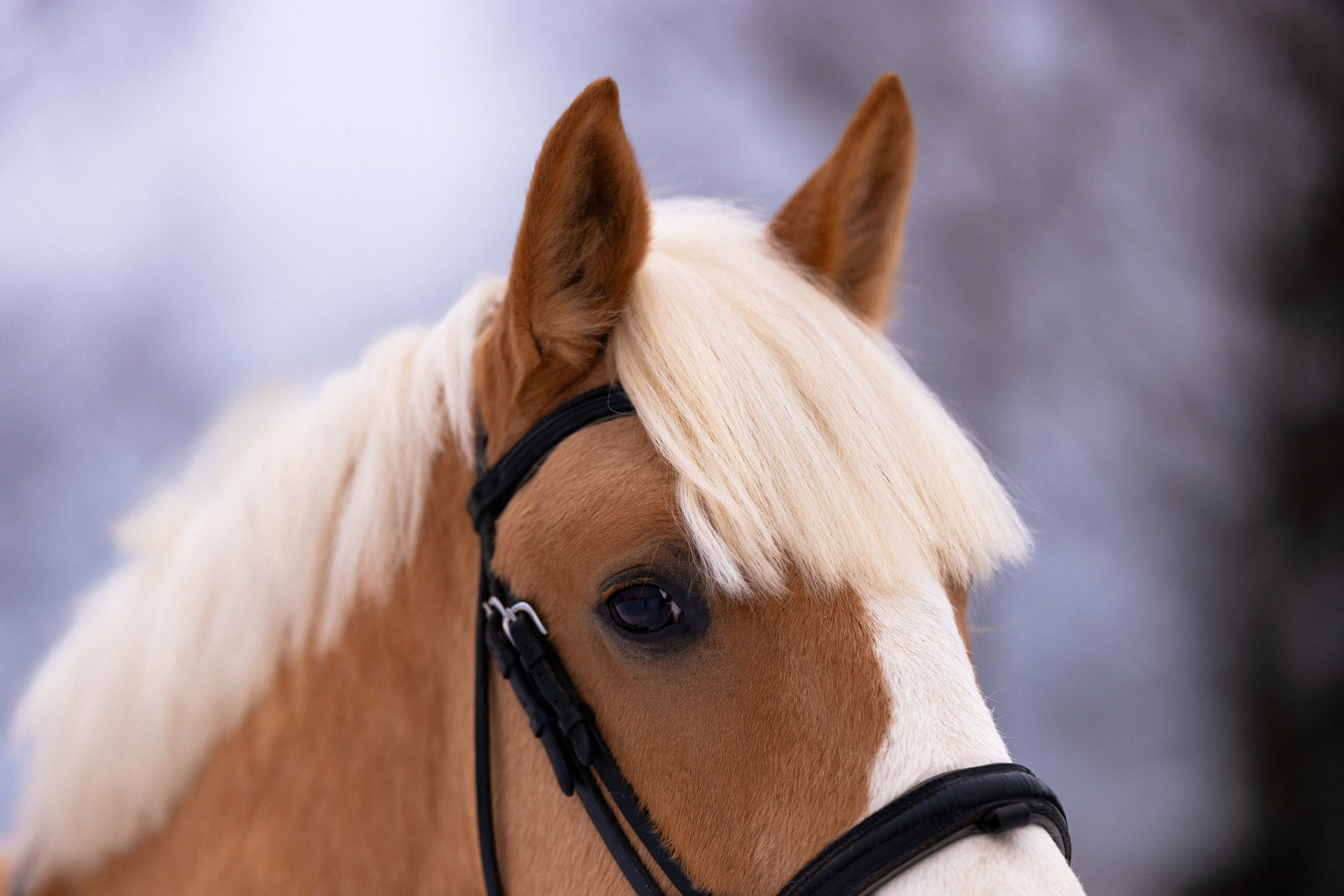Бейкер. Фотограф и видеограф анималист Аганина Дарья