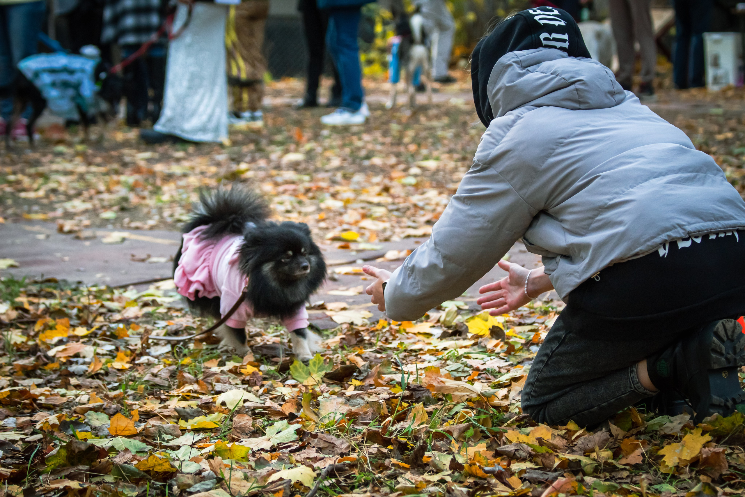 Костюмированный парад собак. Фотограф анималист — Тула, Москва