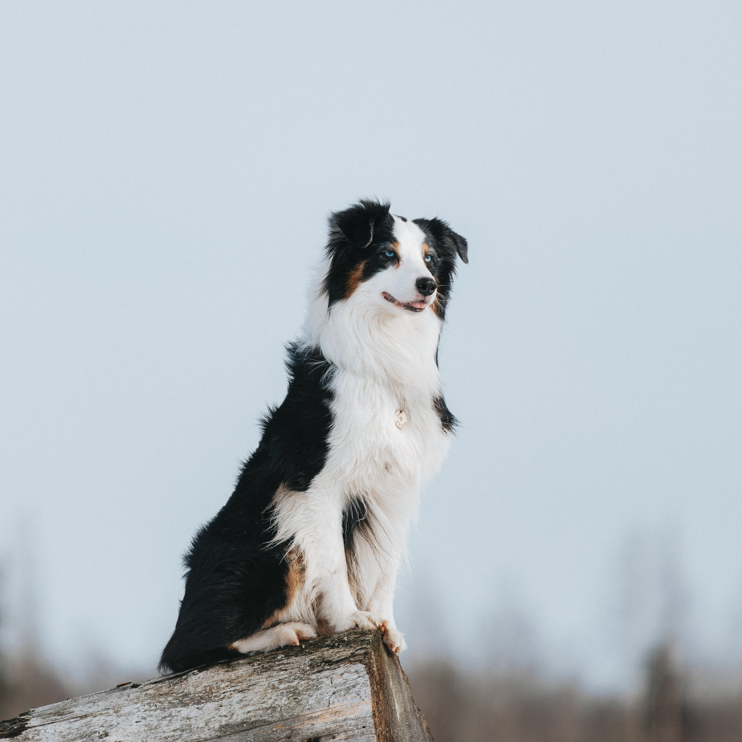 Гелий и Тсахик. Фотограф Елизавета Филатова
