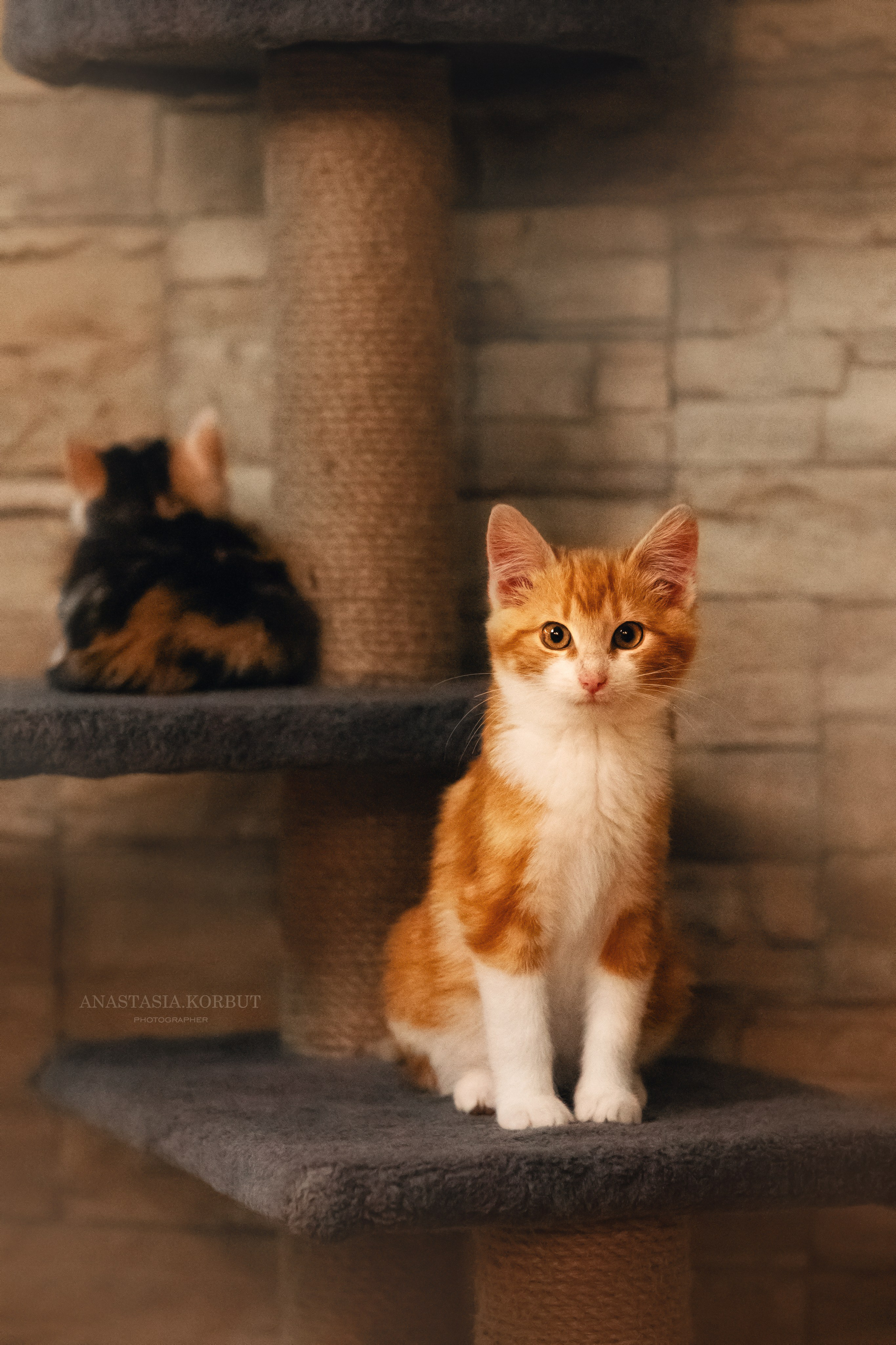 Котята в добрые руки. Арт фотограф в Минске Анастасия Корбут
