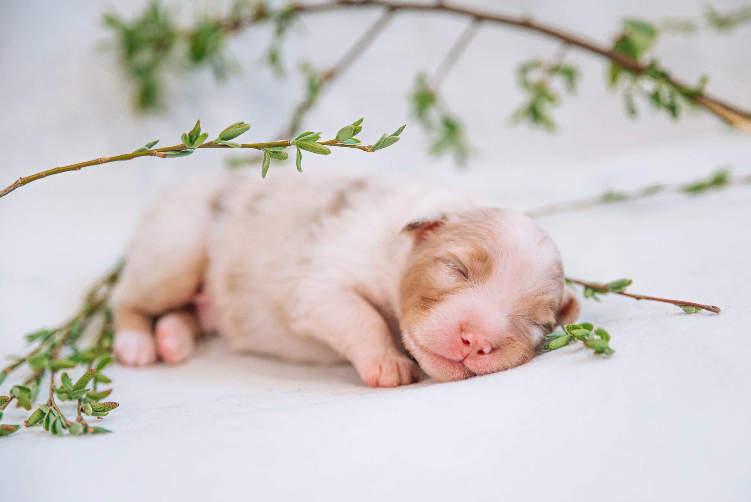 Аусси щенки нью борн. Главная