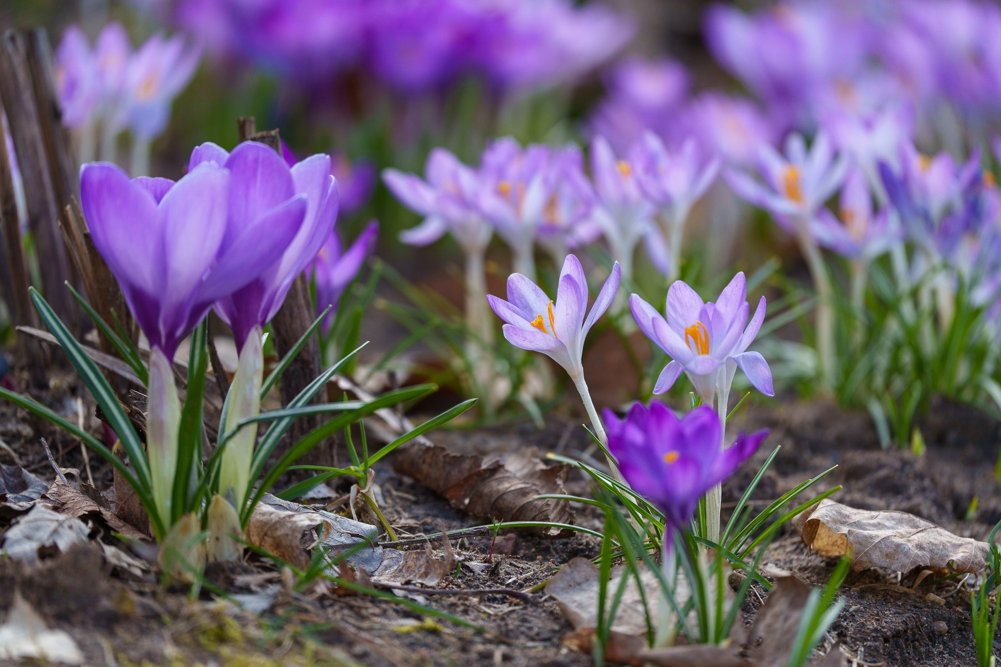 Цветы. Ваш личный фотограф Марина Волкова
