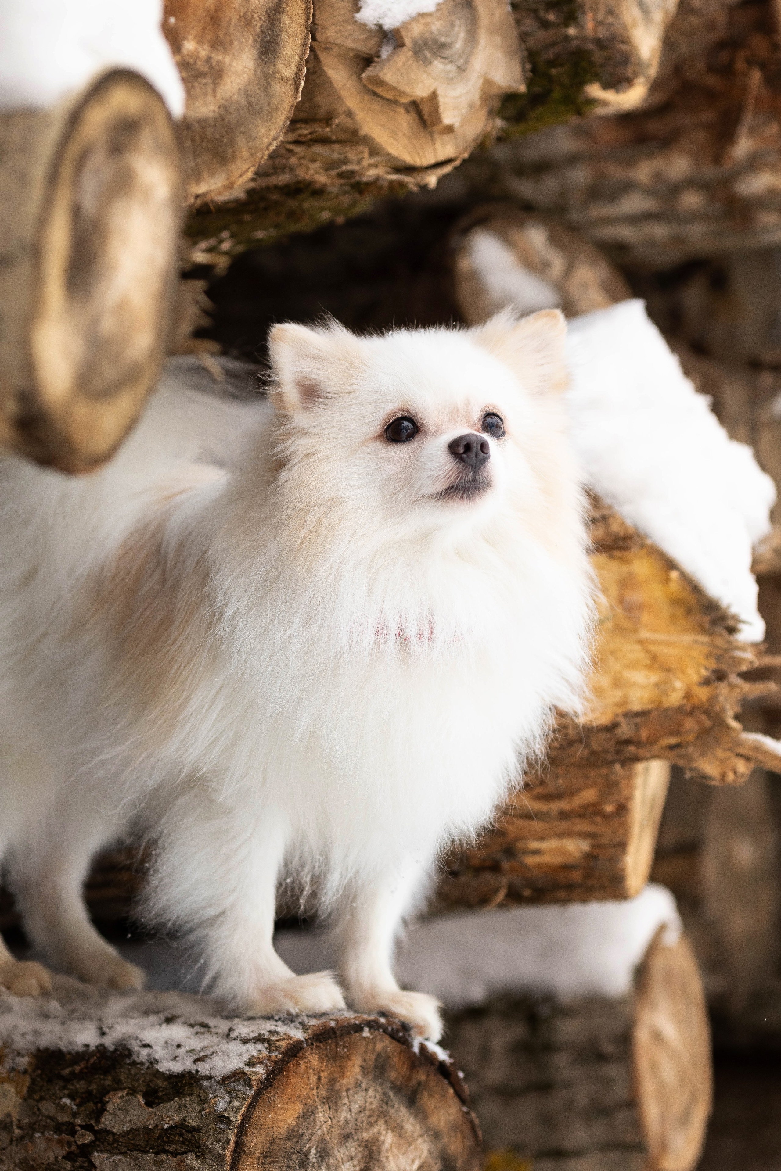 Элина и Чинк. Фотограф Анималист в Перми Анастасия Остерман