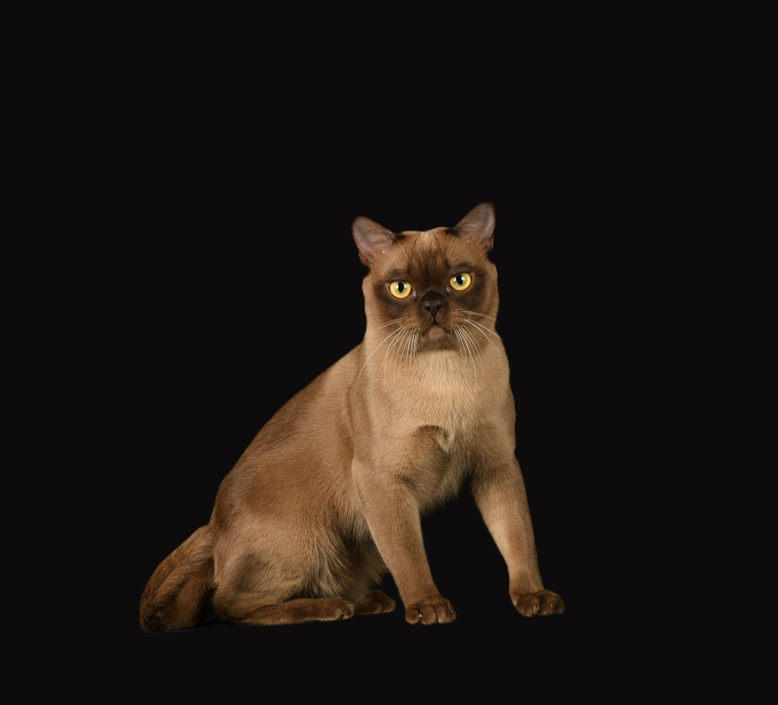 Котёнок американской бурмы. Las Burmas — питомник американской бурмы традиционных линий