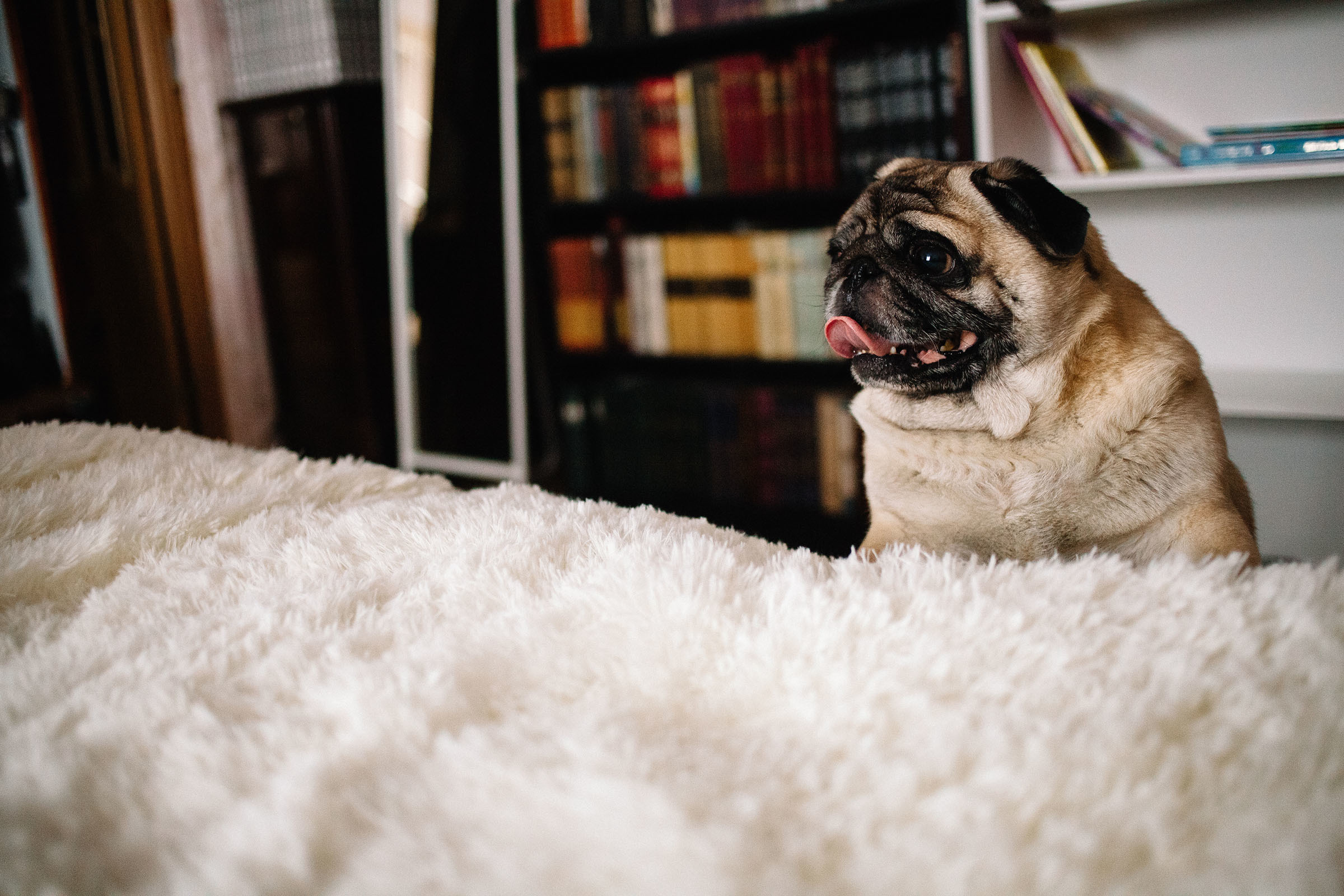 Краснобелые. Семейный и свадебный фотограф в Майкопе Михаил Мартиросян