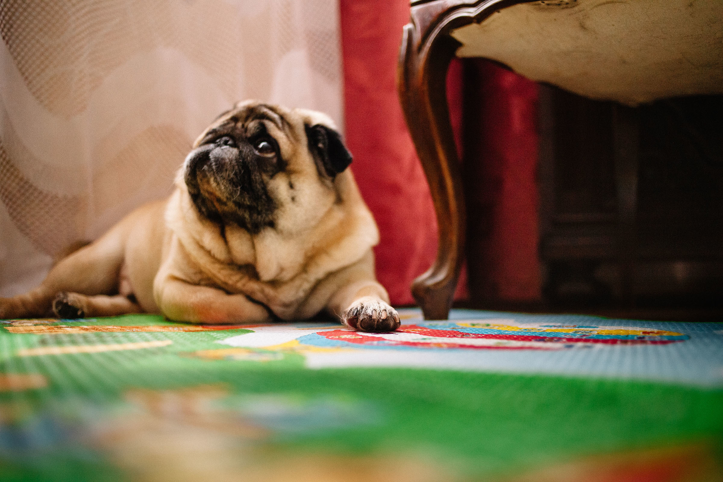 Краснобелые. Семейный и свадебный фотограф в Майкопе Михаил Мартиросян