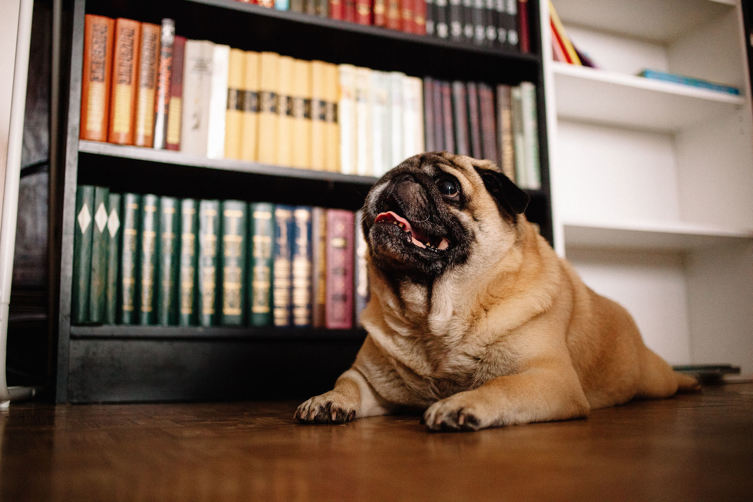 Краснобелые. Семейный и свадебный фотограф в Майкопе Михаил Мартиросян