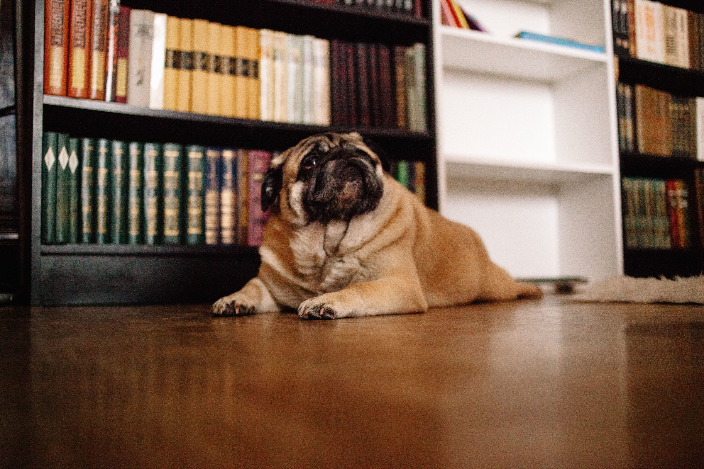 Краснобелые. Семейный и свадебный фотограф в Майкопе Михаил Мартиросян