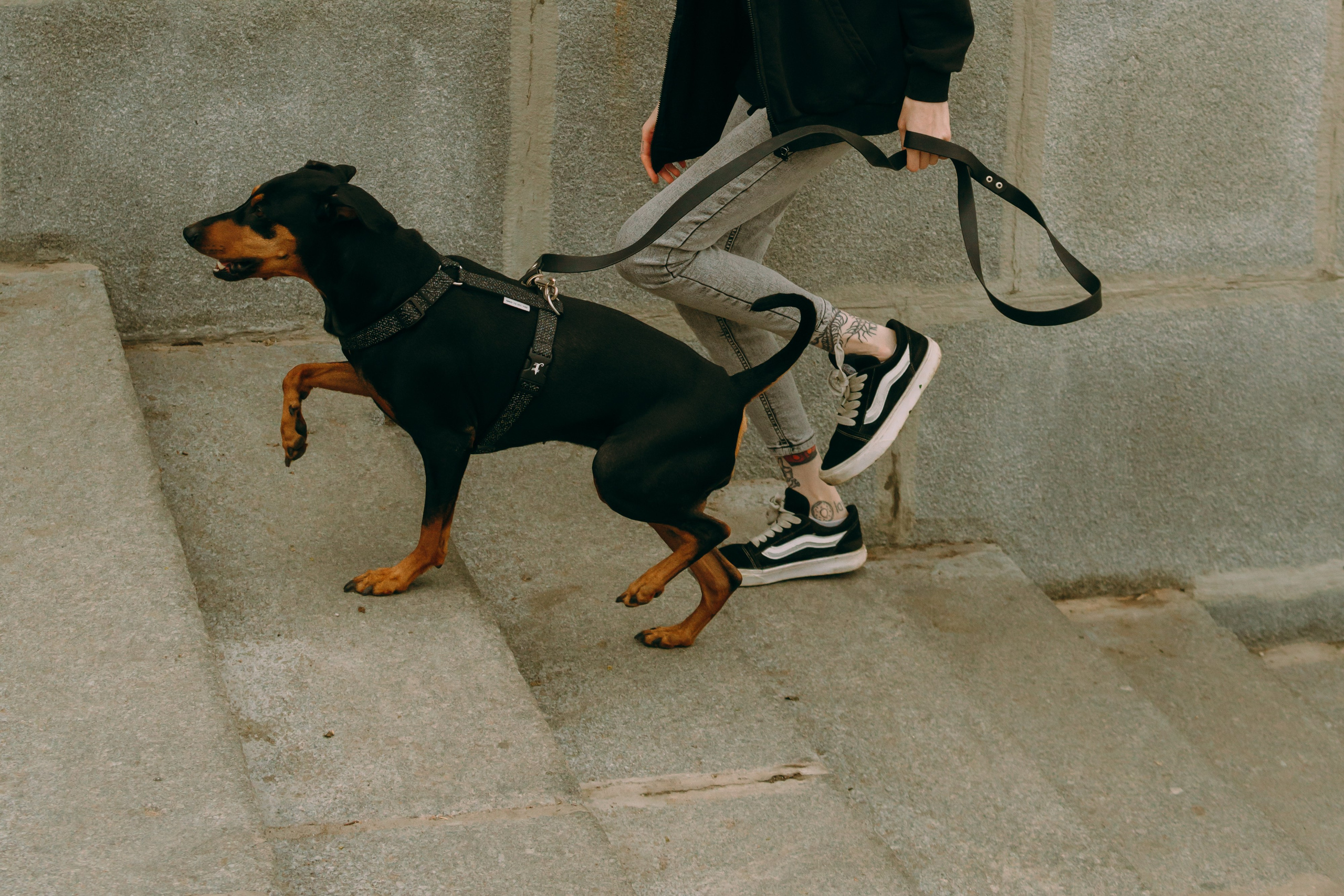 Кира, Максим и Аскара. Фотограф-анималист Ксения Воробьева, Москва