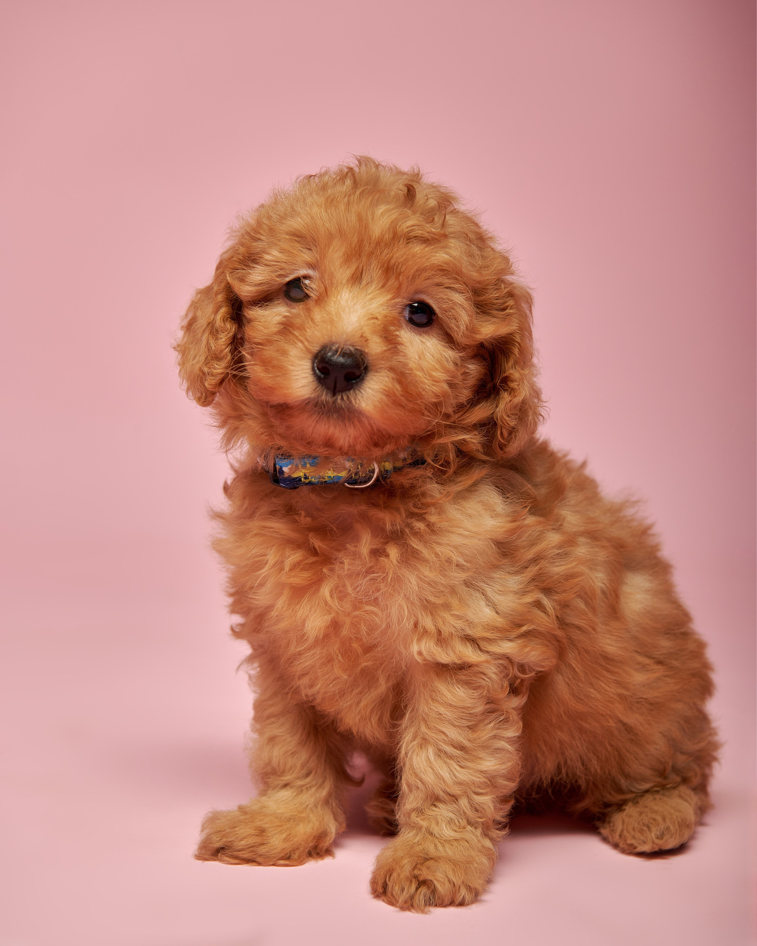 Животные. Семейный фотограф в Старой Купавне Инна Андреевна