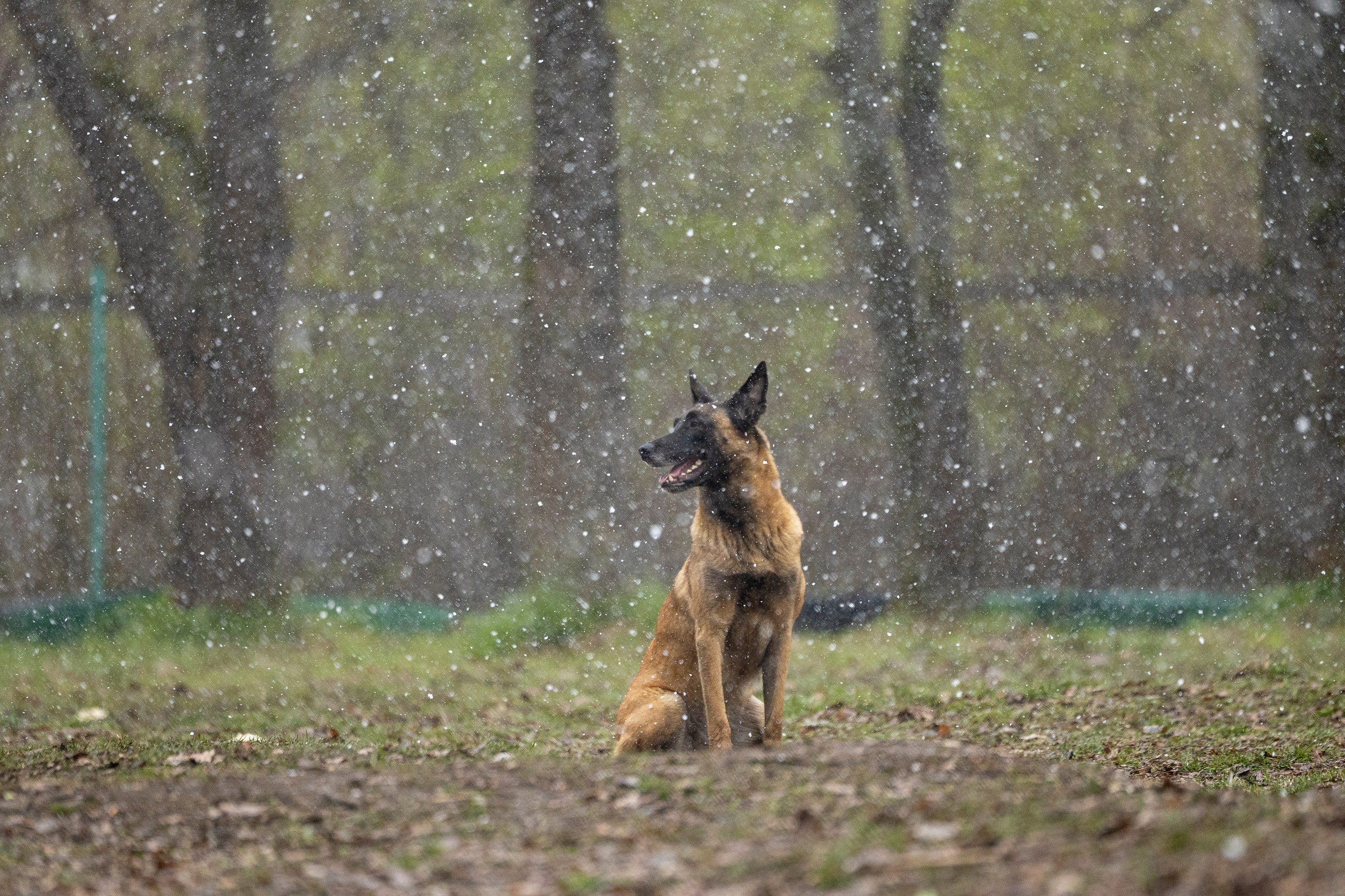 Квалификационные состязания по мондьорингу г. Вологда 11.05.24. Фотограф-анималист Анна Маринич