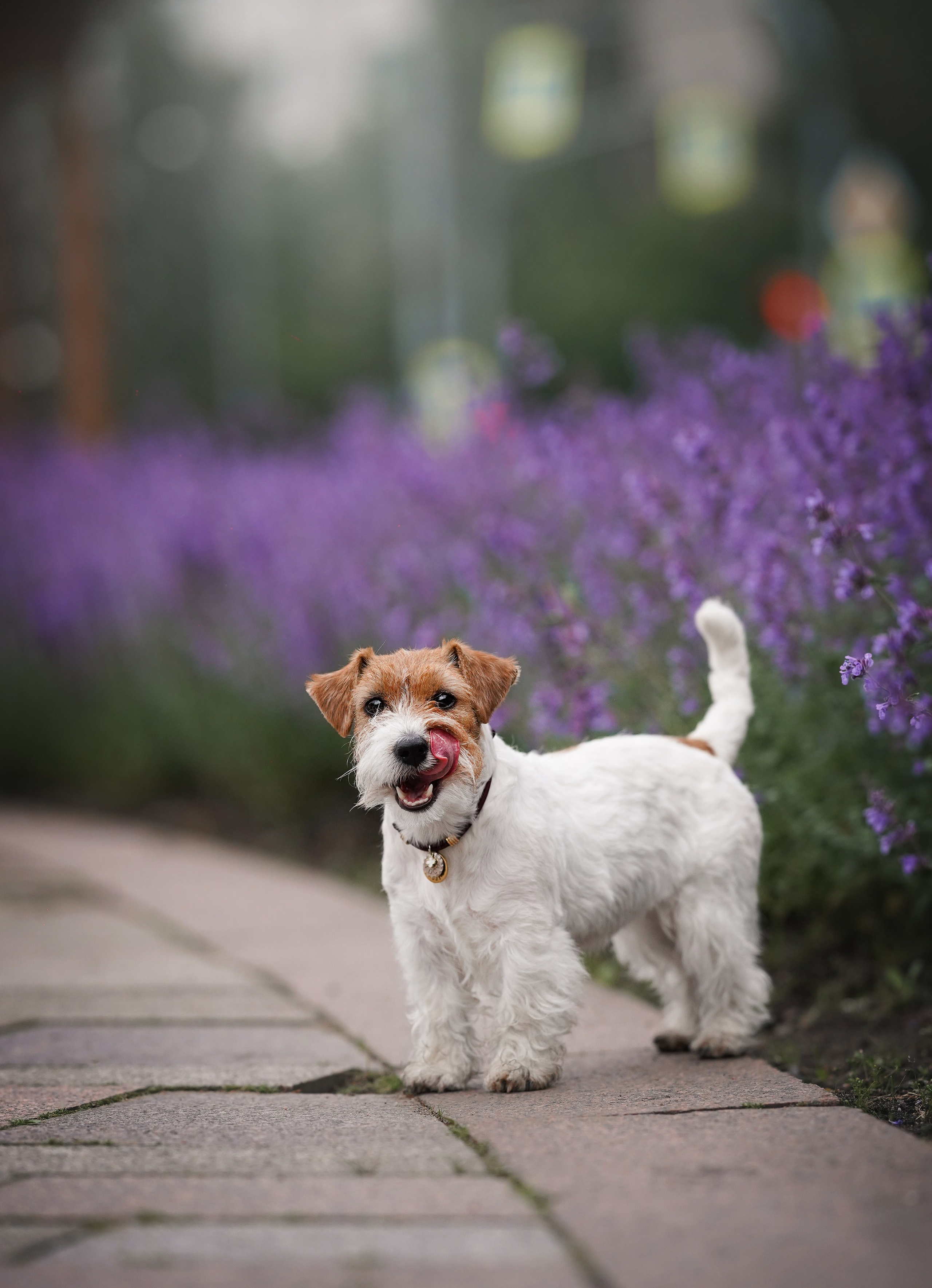 Люба и Тося. Фотограф-анималист в Санкт-Петербурге Яна Мартынова