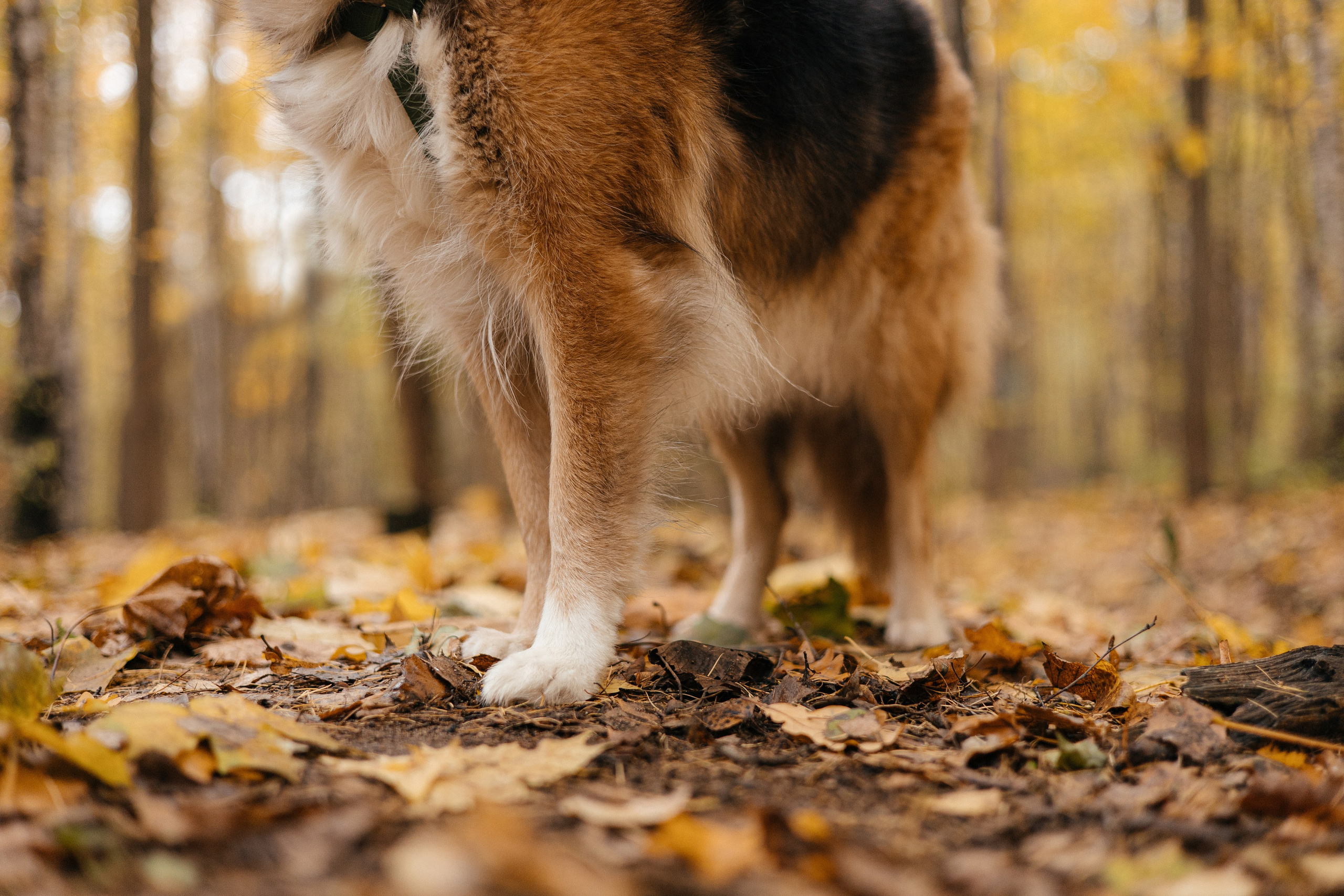 Аня и Ириска. Фотограф Анна Луценко Москва