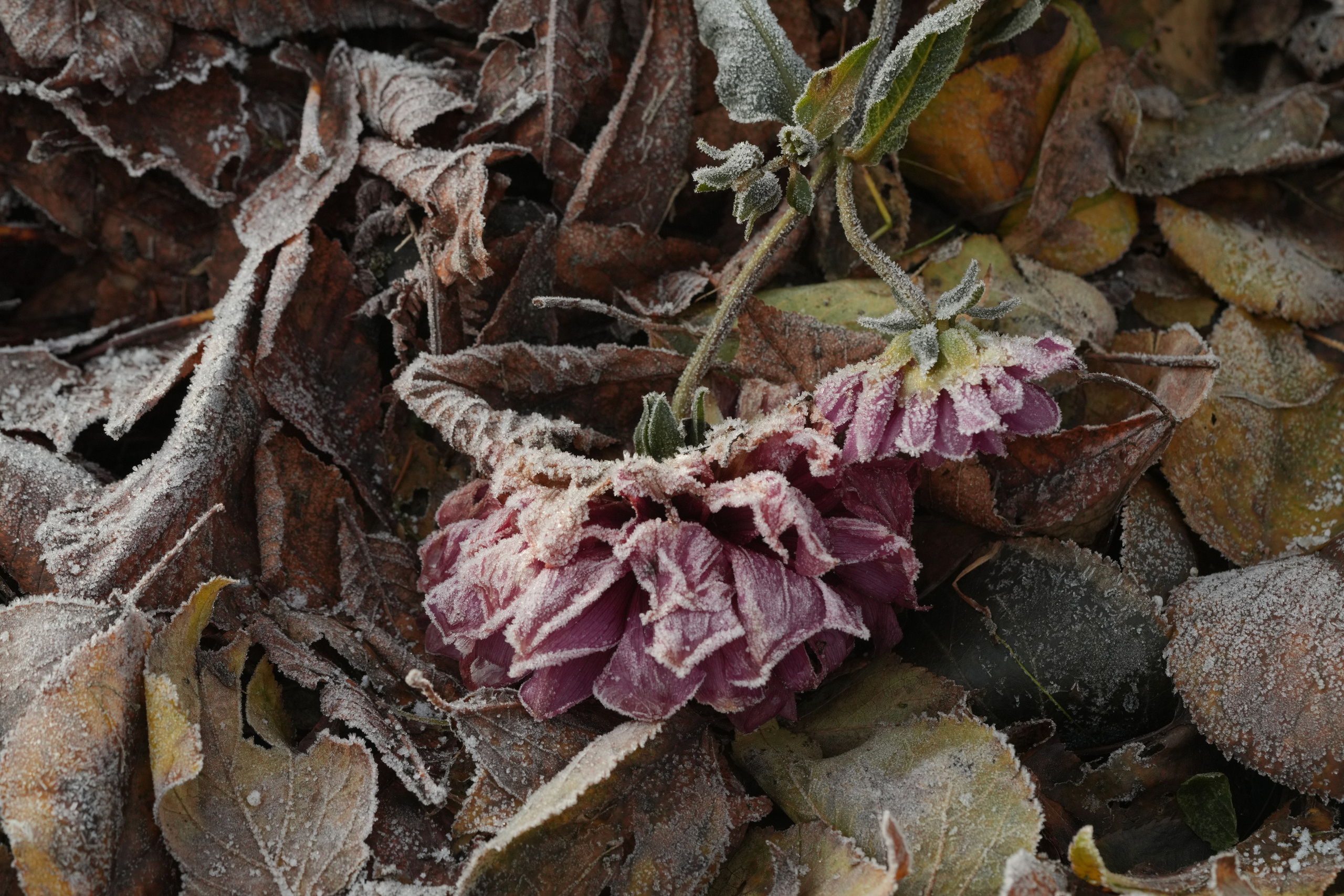 Фотограф Елена Буданова Тверь