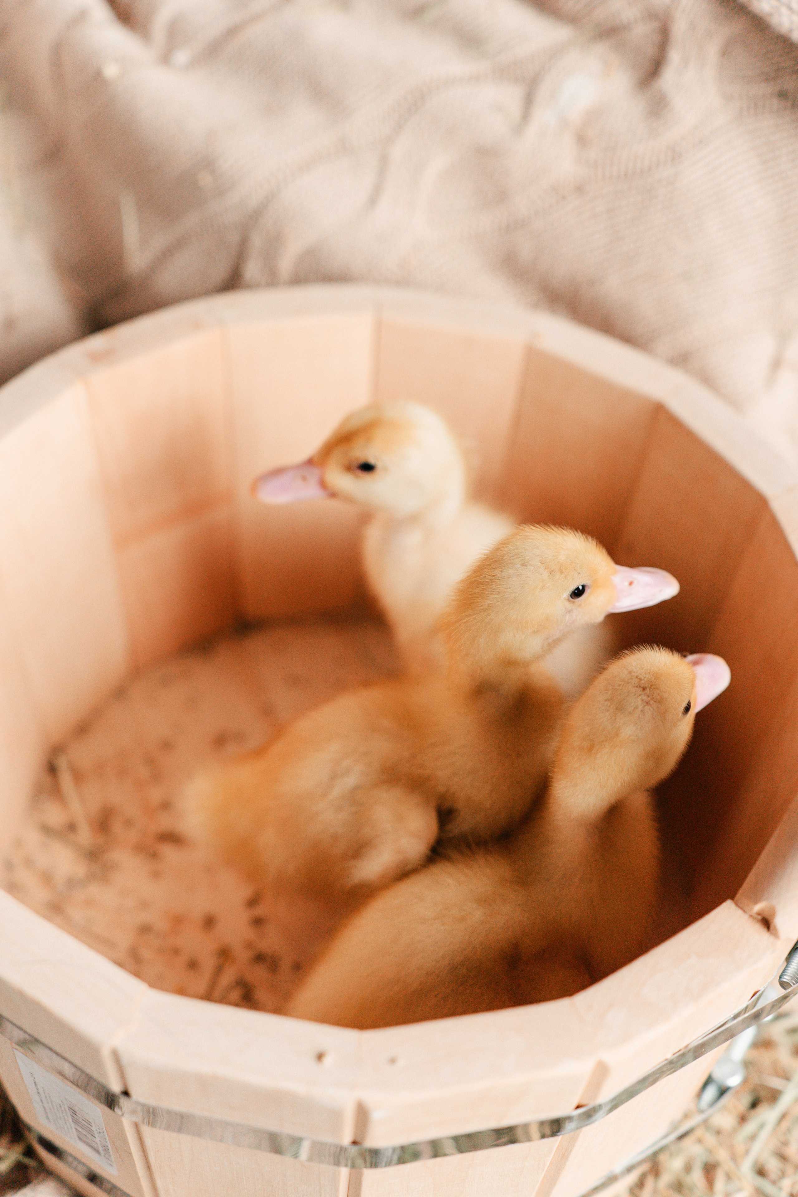 Сердечная встреча на Пасху. Ваш семейный фотограф в Минске — Вика Трегубова