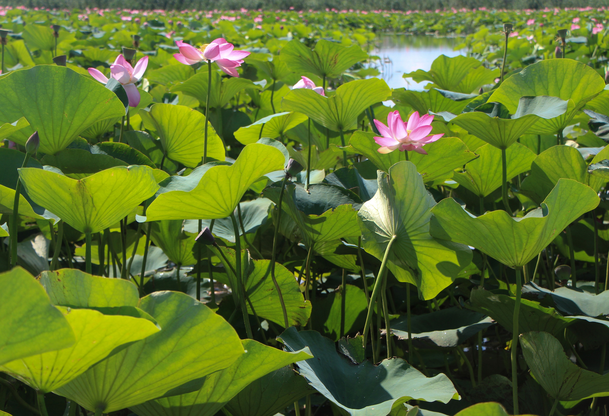 Пазлы. Фотохудожник Татьяна Бойцова