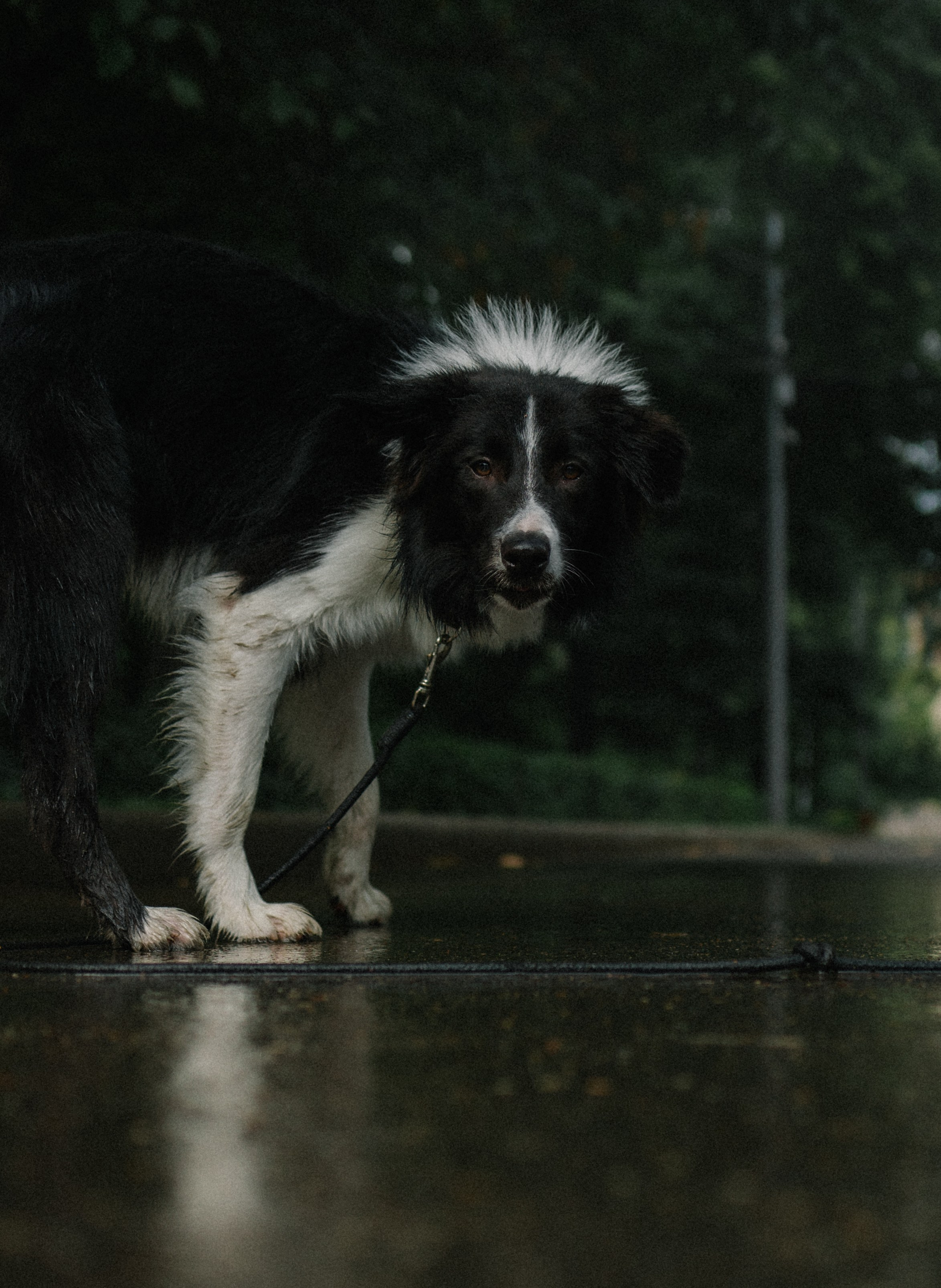Брюс, Вейв и их ро. Фотораф — анималист Мария Шистка