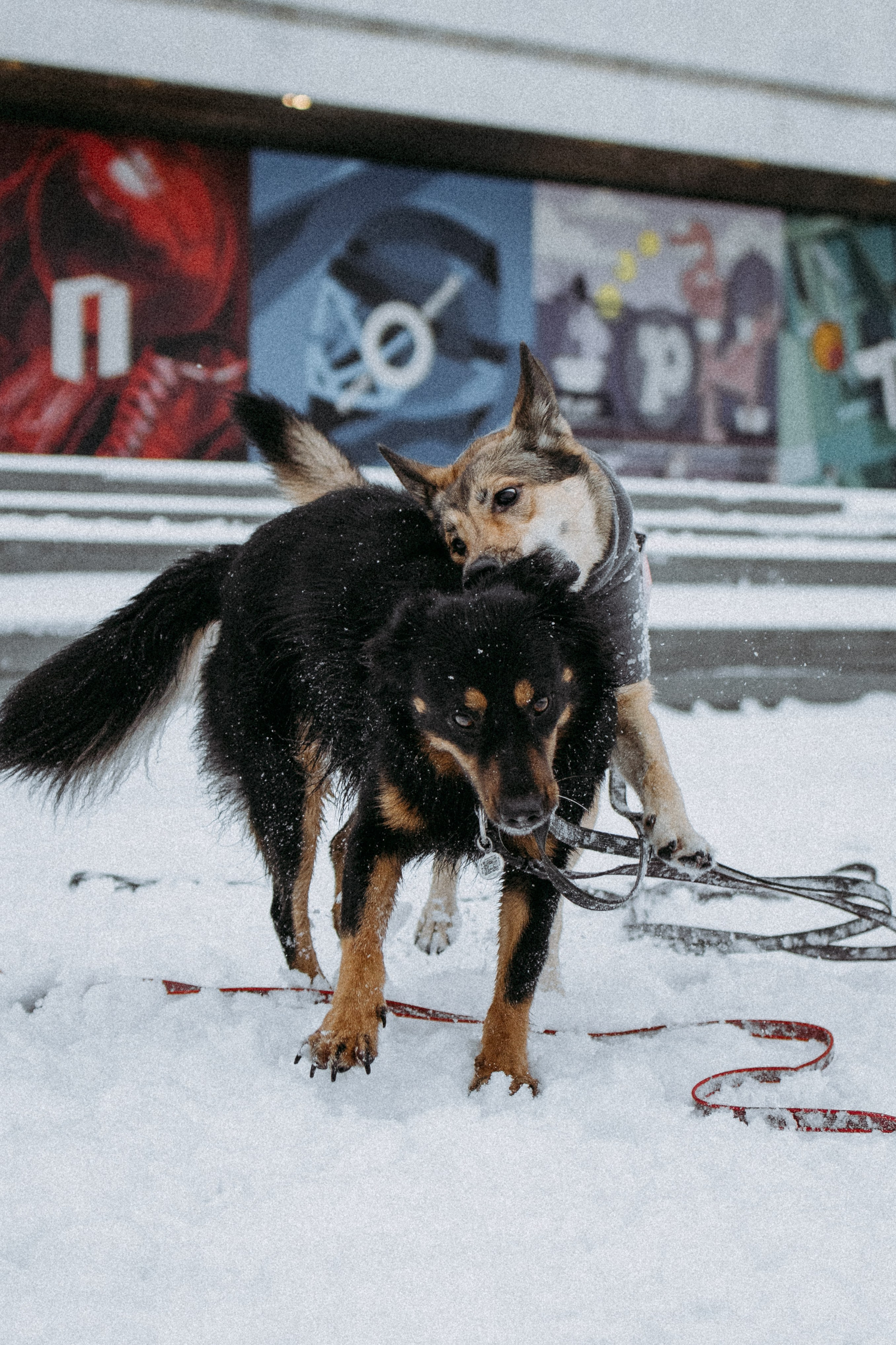 Саша, Ксюша и их банда. Фотораф — анималист Мария Шистка