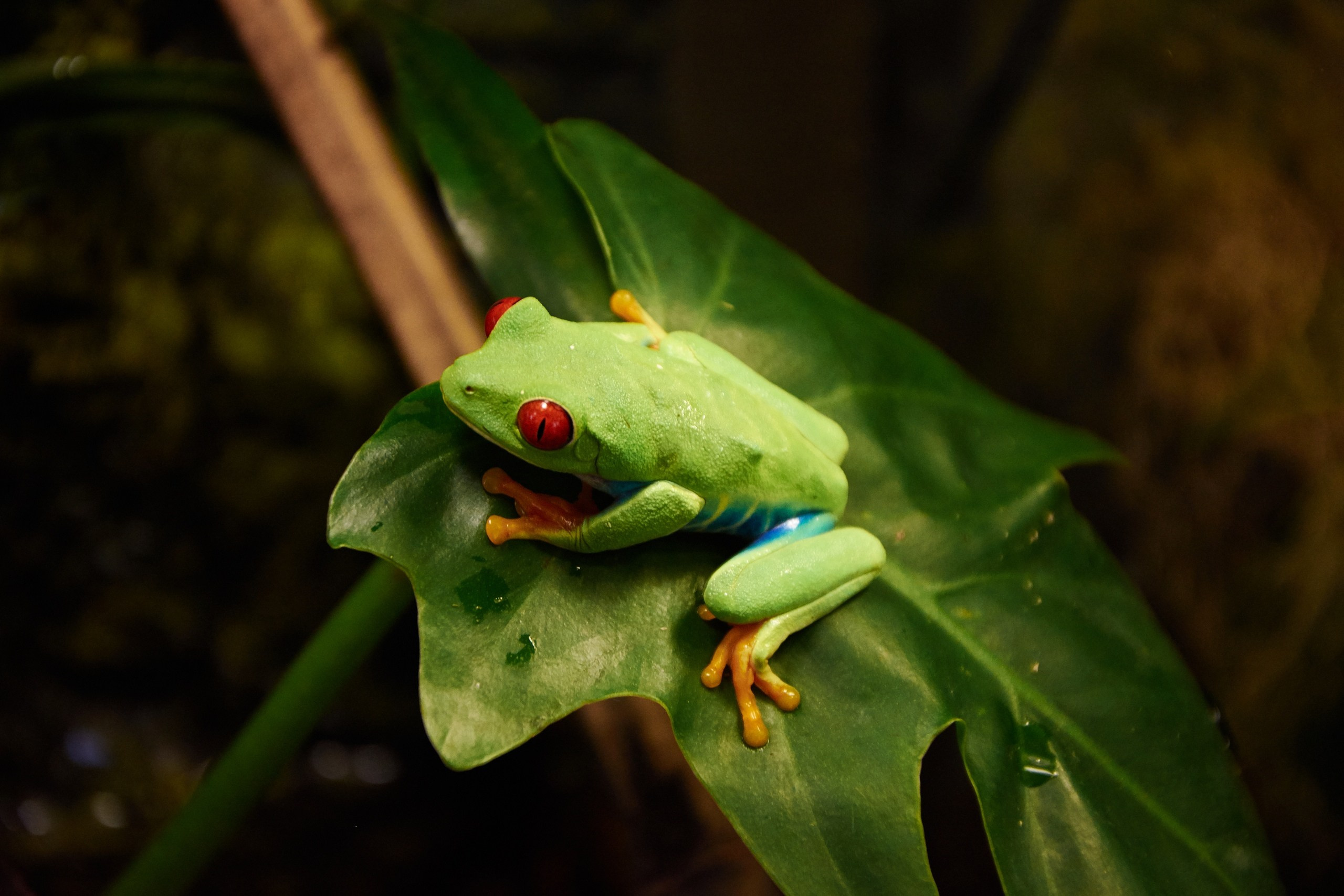 Костромской экзотариум. Ольга Чёкотова (Фотограф Кострома)