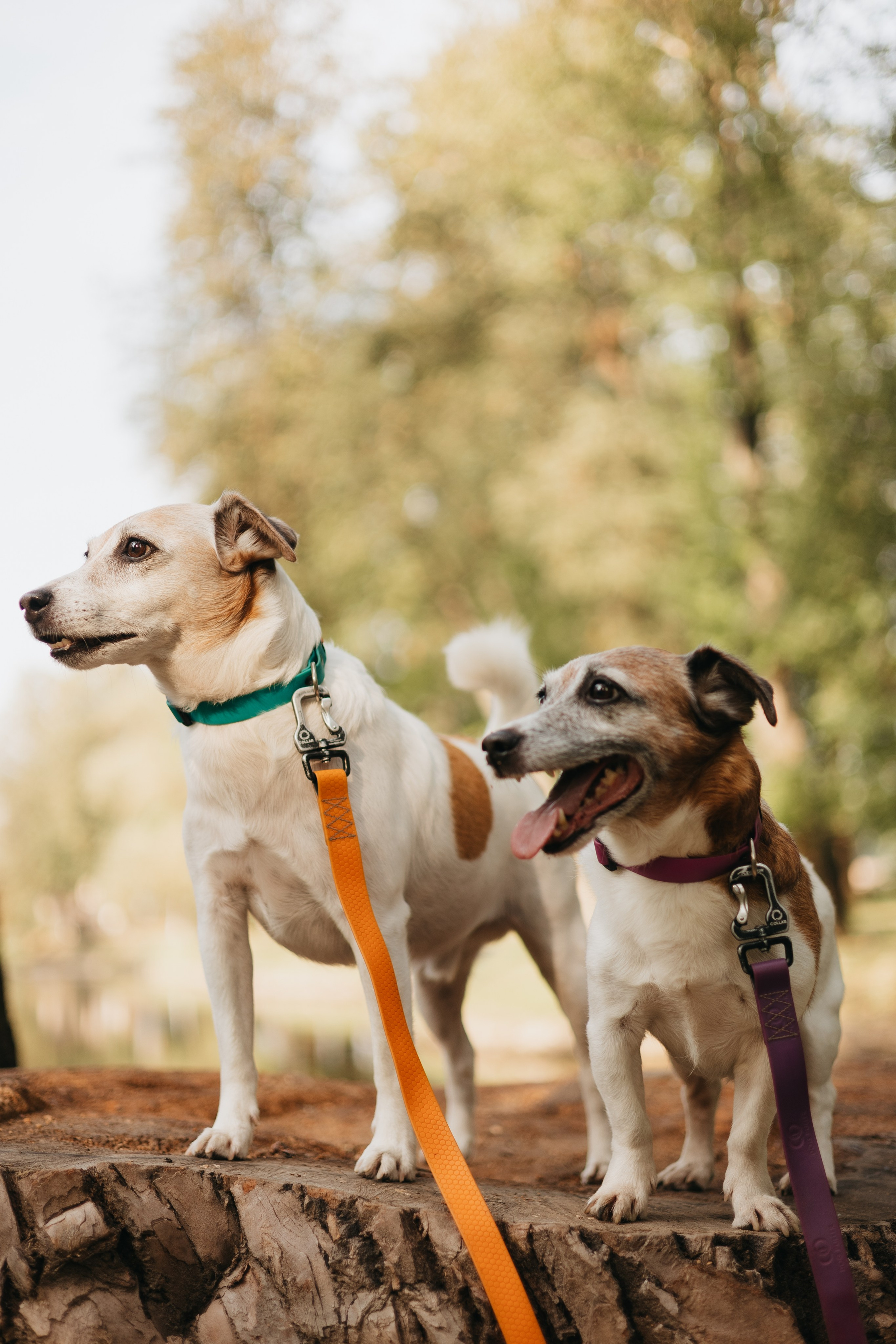 Ольга и Елена, Баркли и Шерлок. Фотограф животных Евгения Верцинская