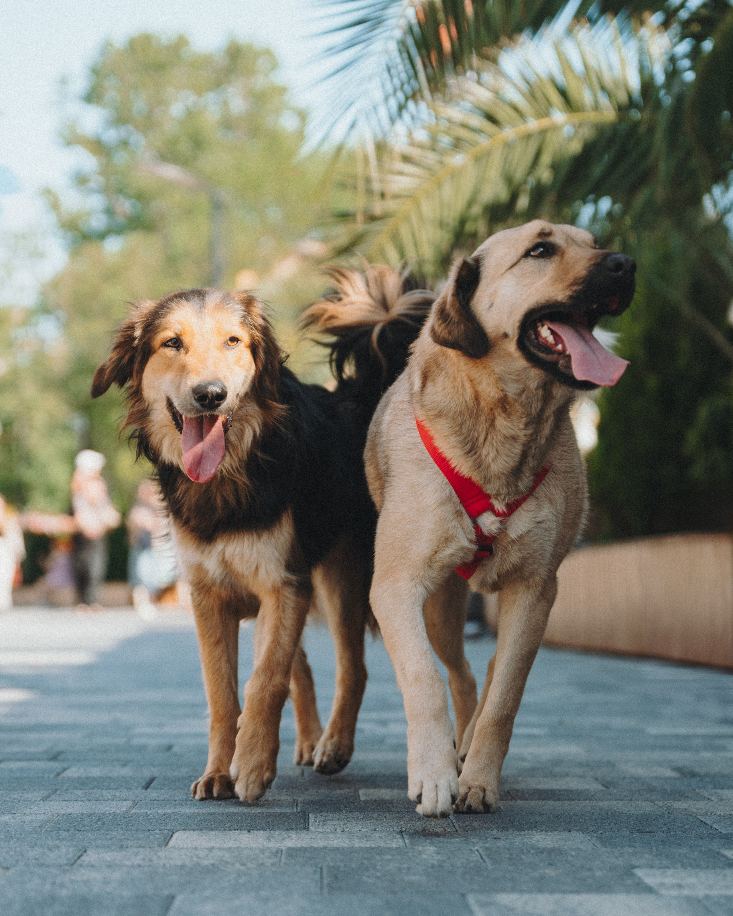 Животные. Фотограф Сочи-Краснодар