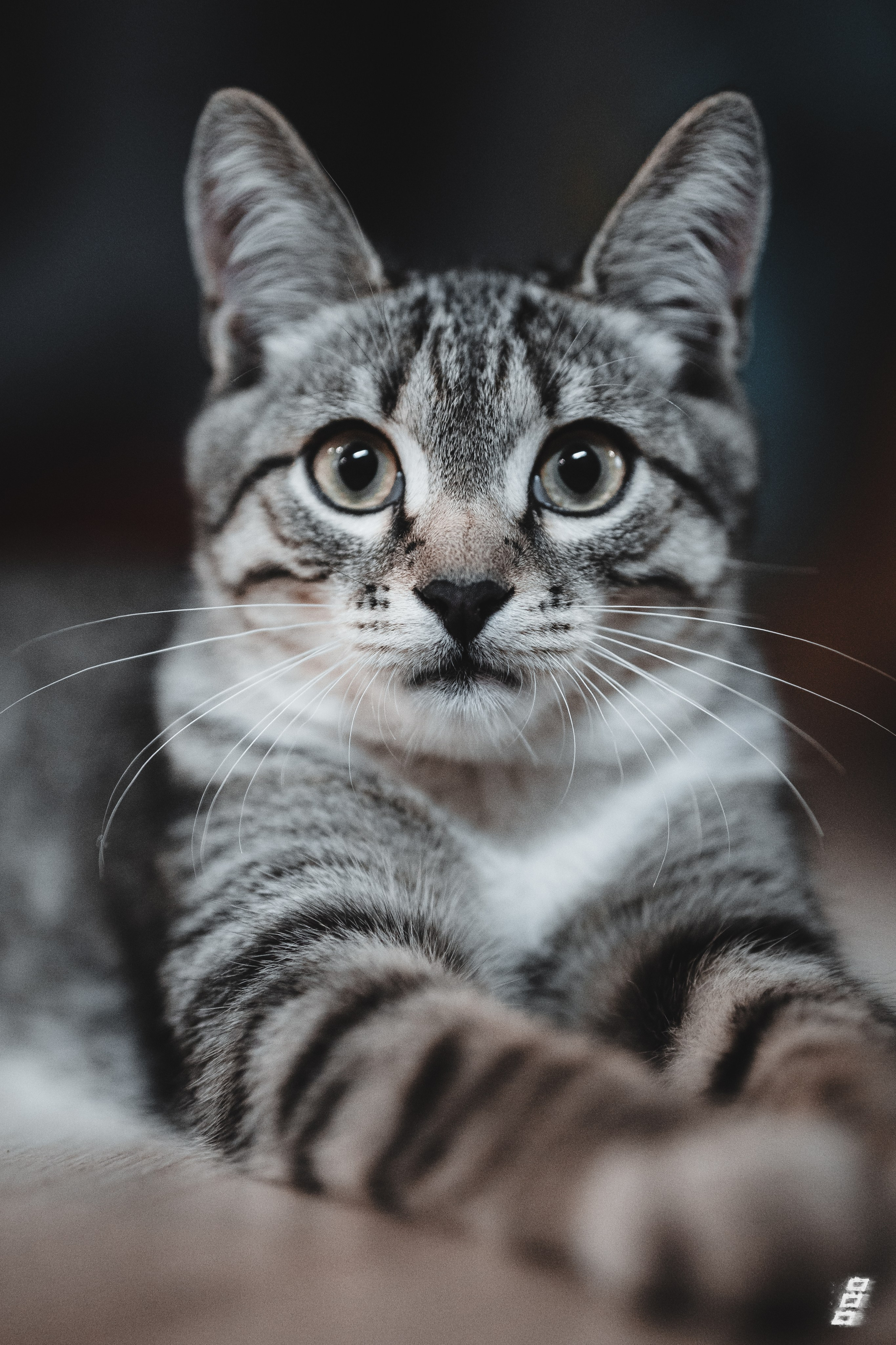 Cat series. Саватейкин Ярослав | Портретный фотограф в Москве