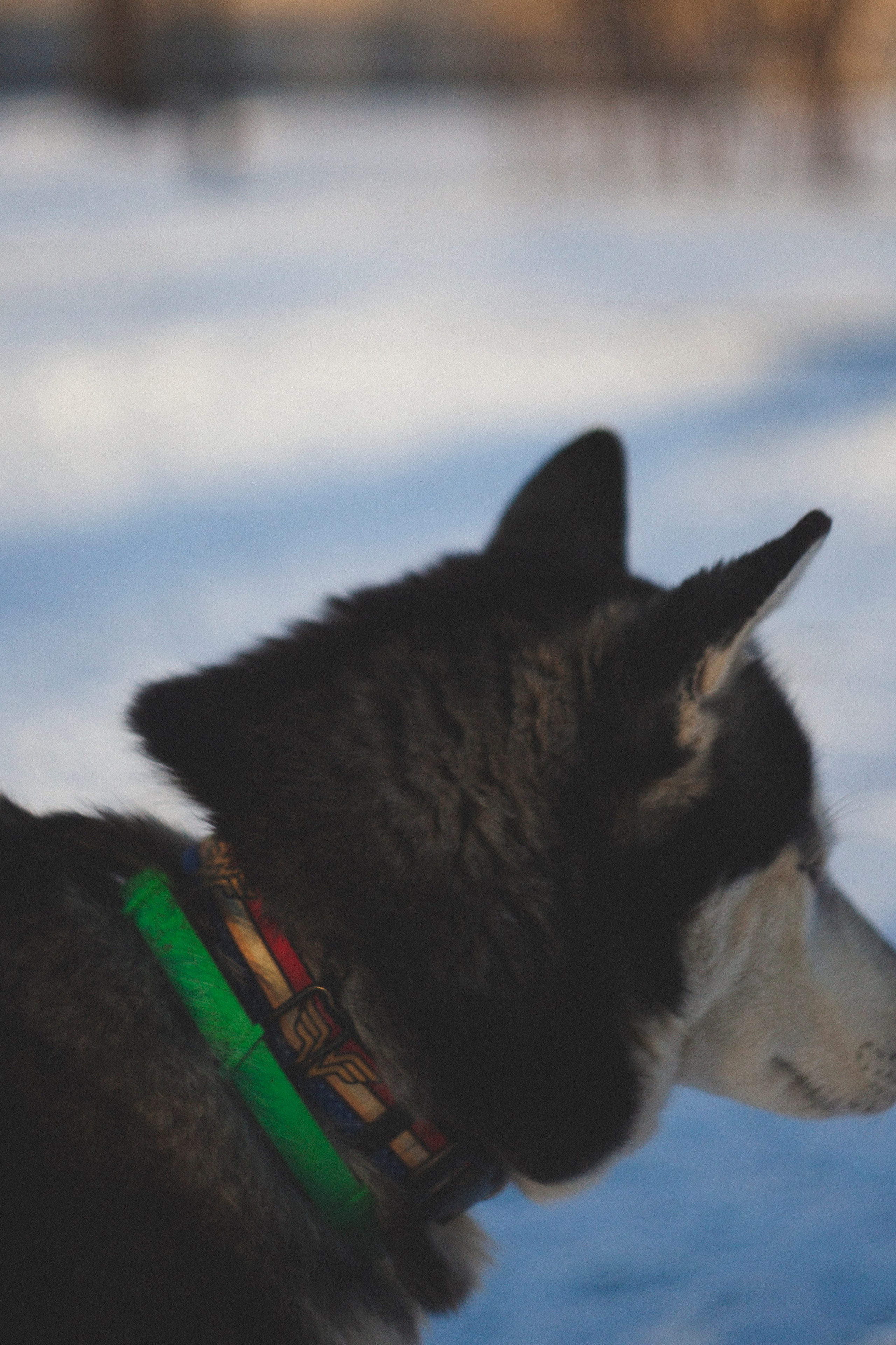 В Алексеевском саду. Фотограф Адигамова Юлия в Петербурге