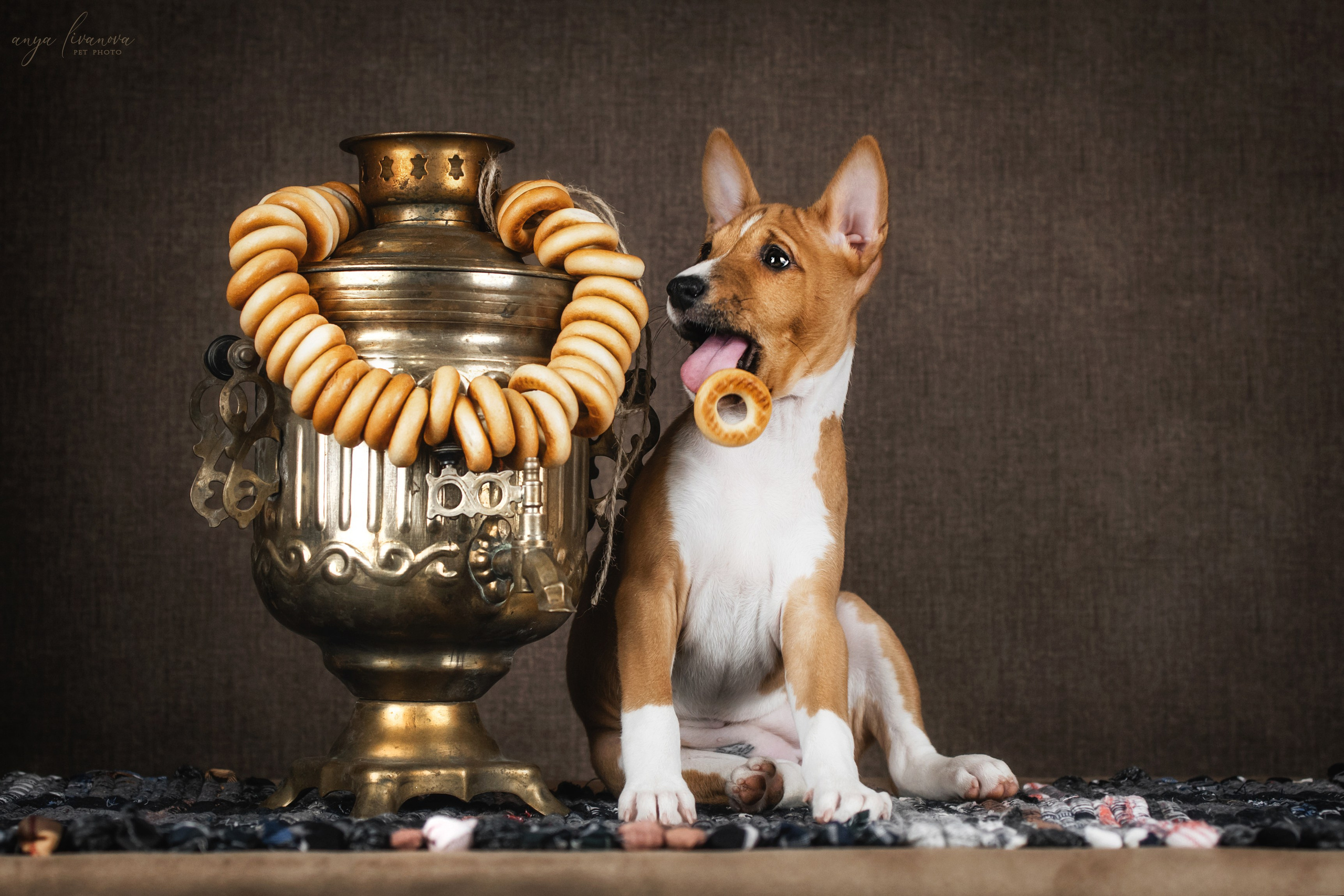 Басенджи. Фотограф анималист Аня Ливанова | Рыбинск