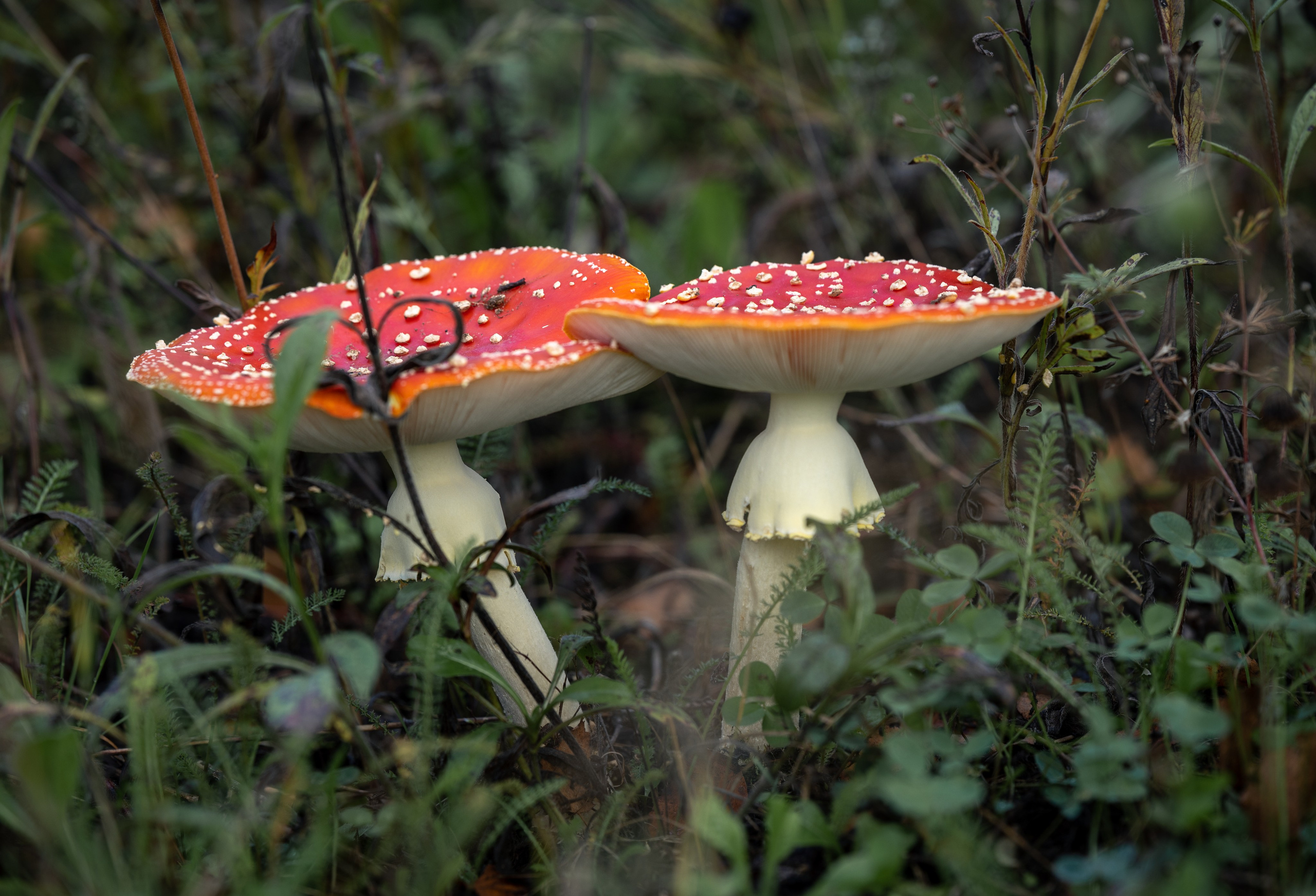 Природные пейзажи. Наталия Клевинскас портретный фотограф в Костроме