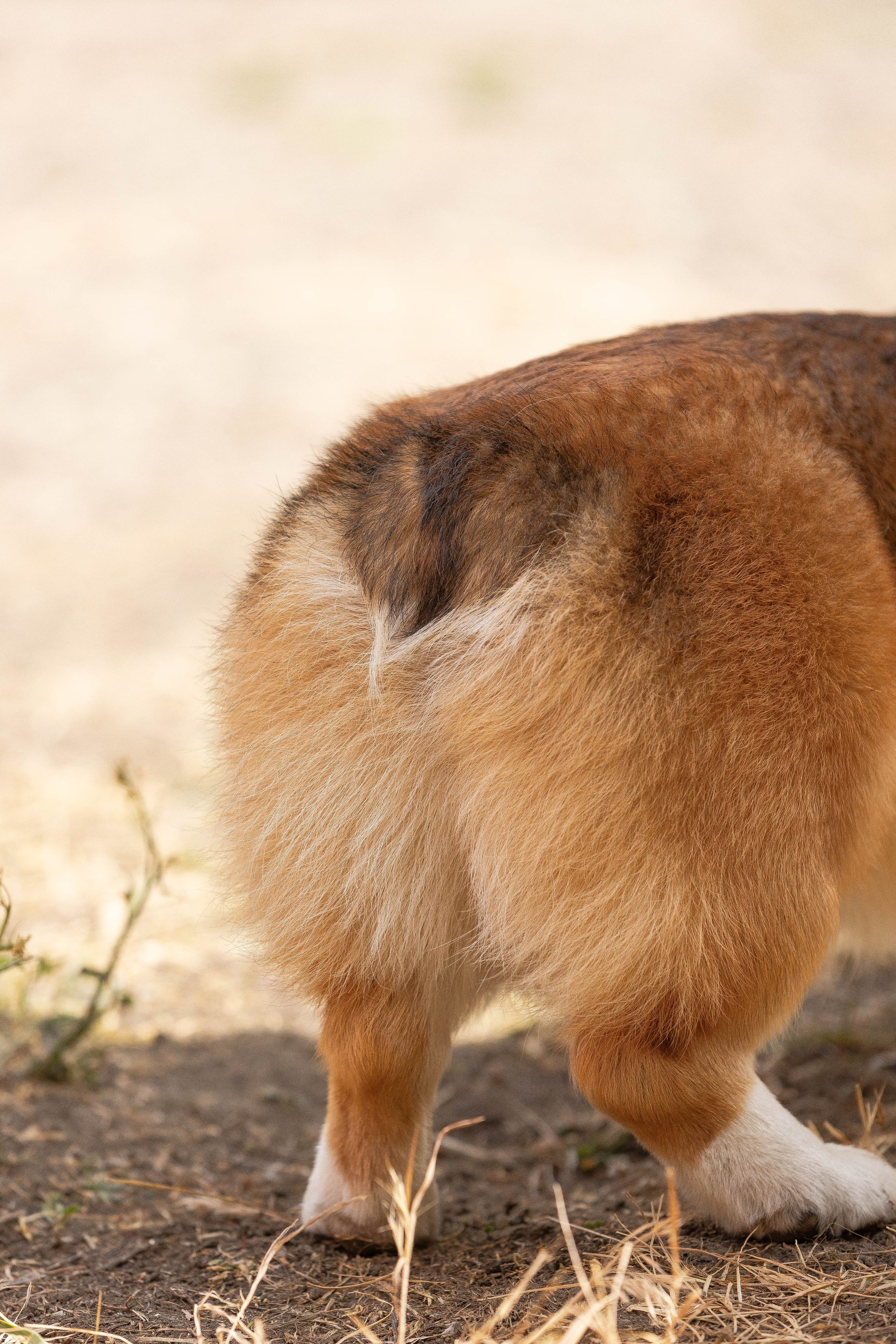 Репортаж (фото с выставок). Фотограф-АниМалист Анна Абрамова