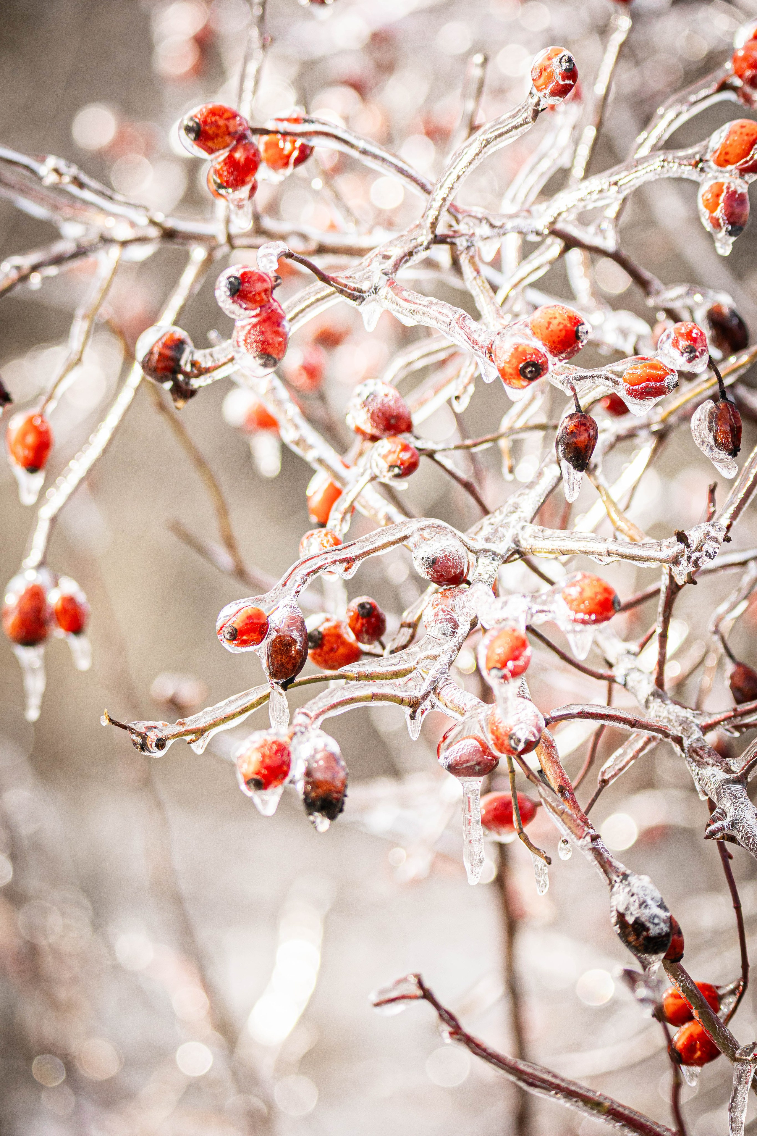 Дикий животный мир. Фотограф-АниМалист Анна Абрамова