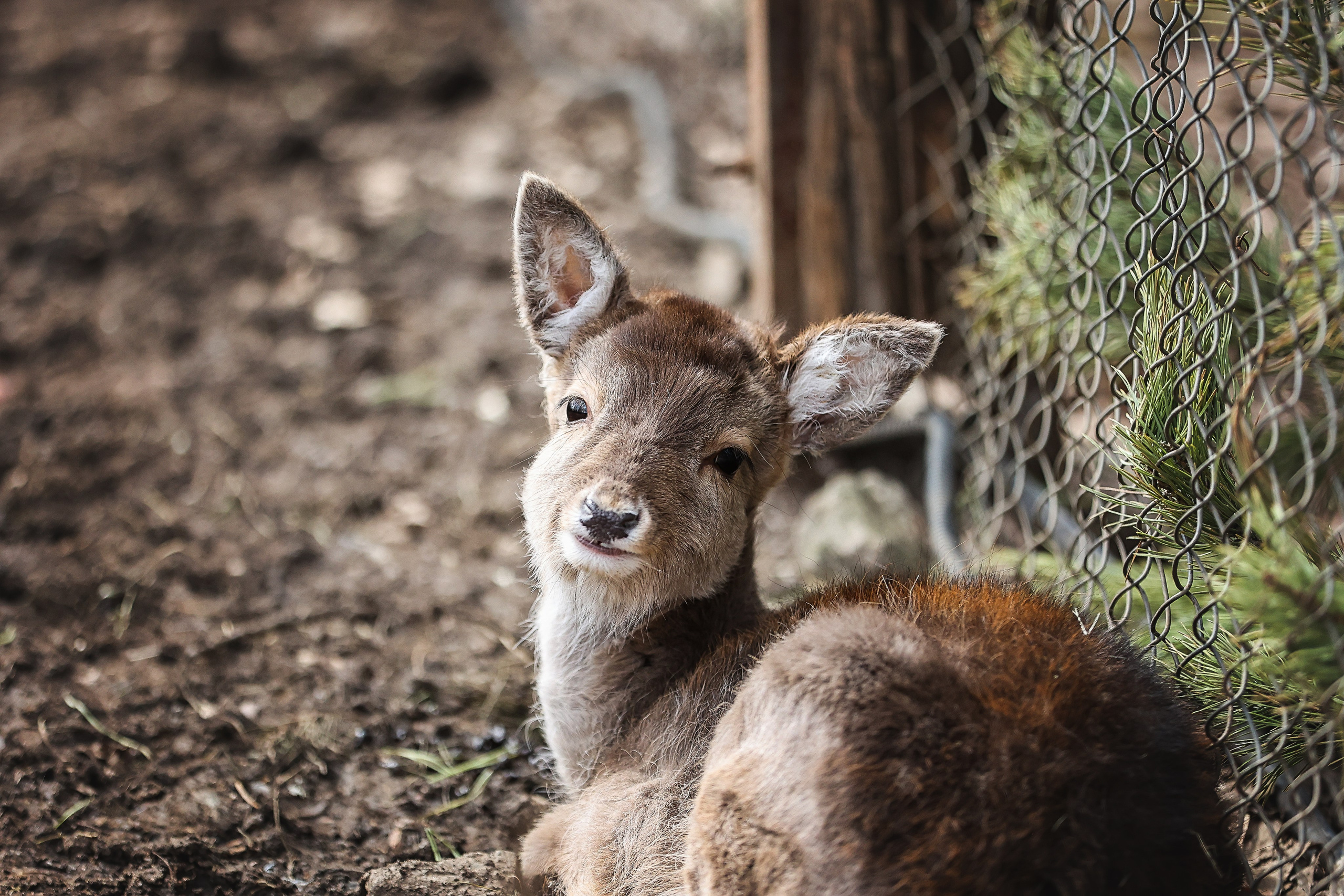Зоопарк Малинки. Фотограф-АниМалист Анна Абрамова