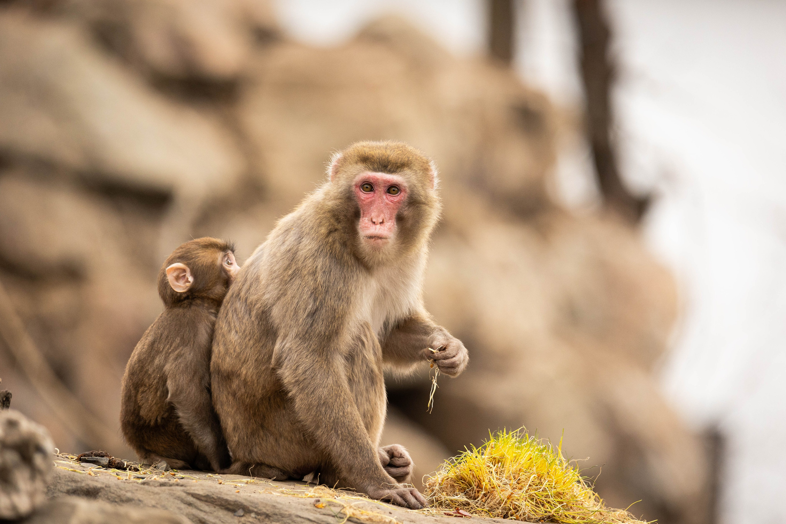 Парк Малинки 2026. Фотограф-АниМалист Анна Абрамова