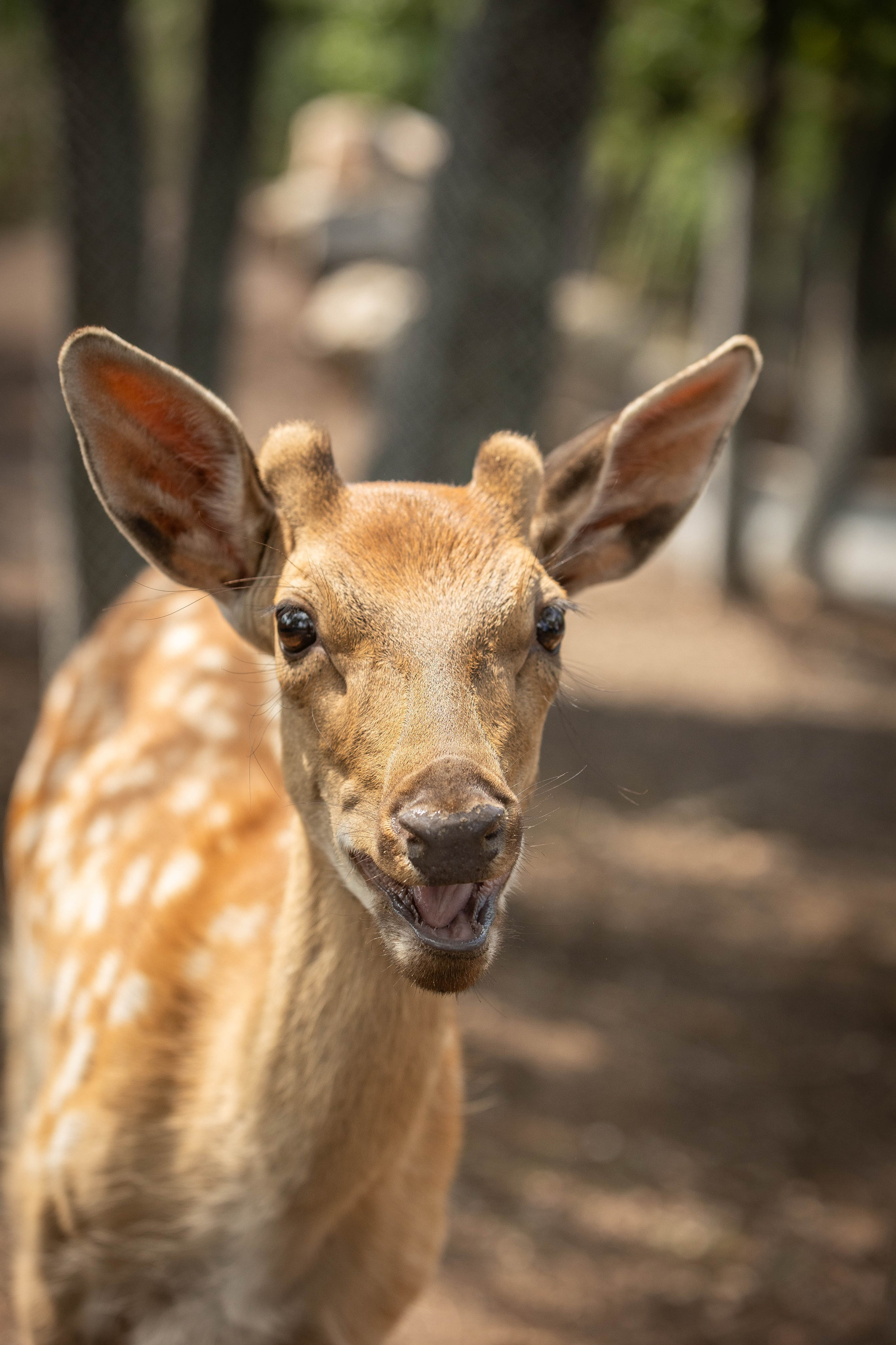 Зоопарк Малинки. Фотограф-АниМалист Анна Абрамова