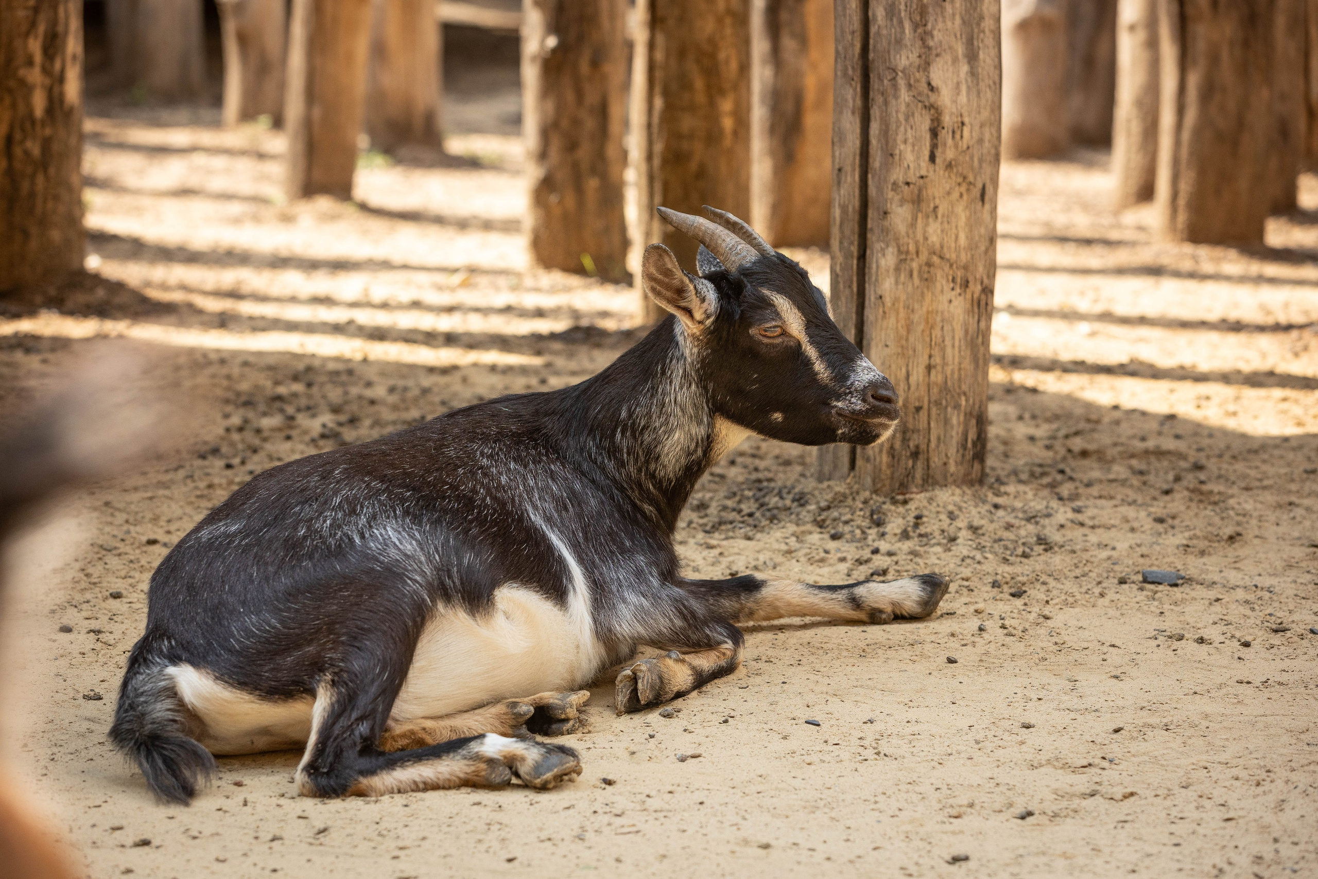 Зоопарк Малинки. Фотограф-АниМалист Анна Абрамова