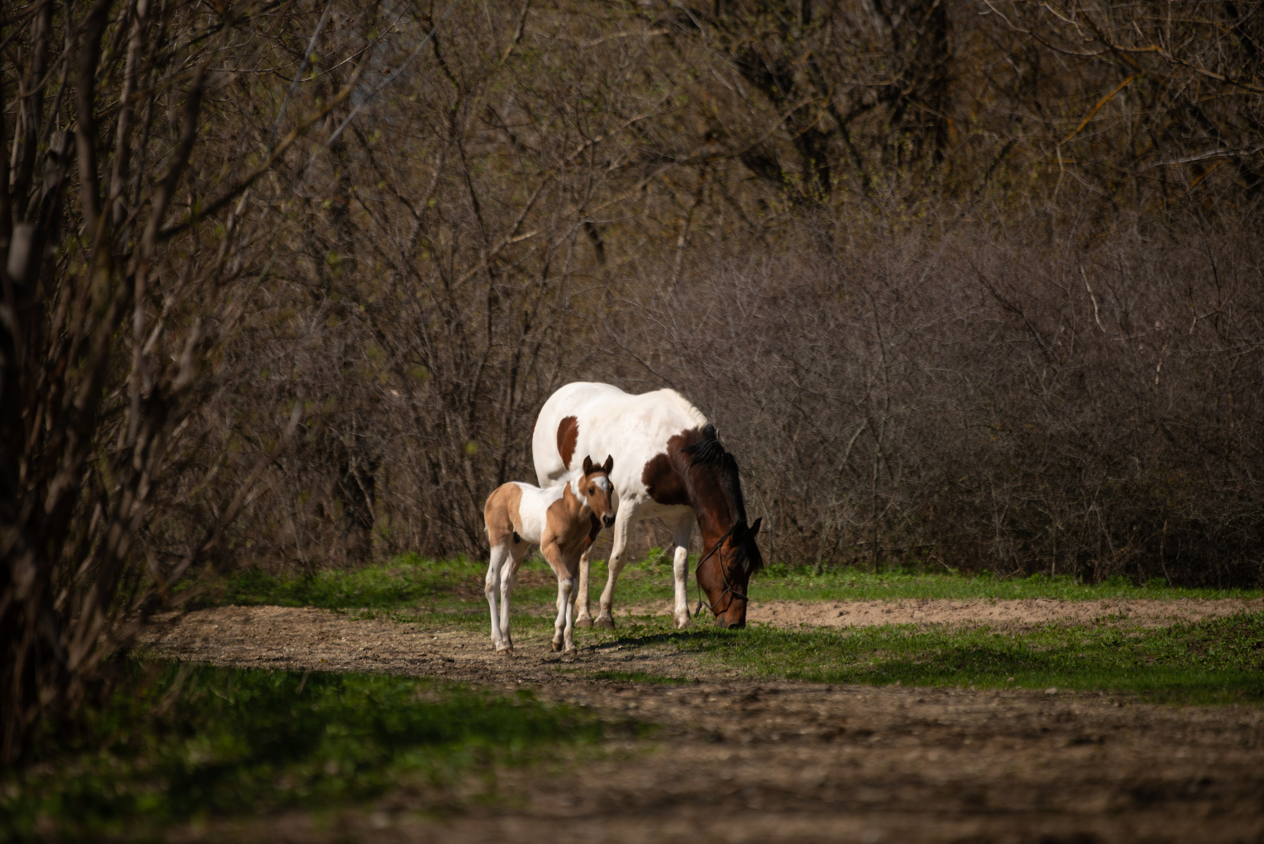 Жеребёнок Митяй. Конный фотограф в Саратове Юлия Иванова