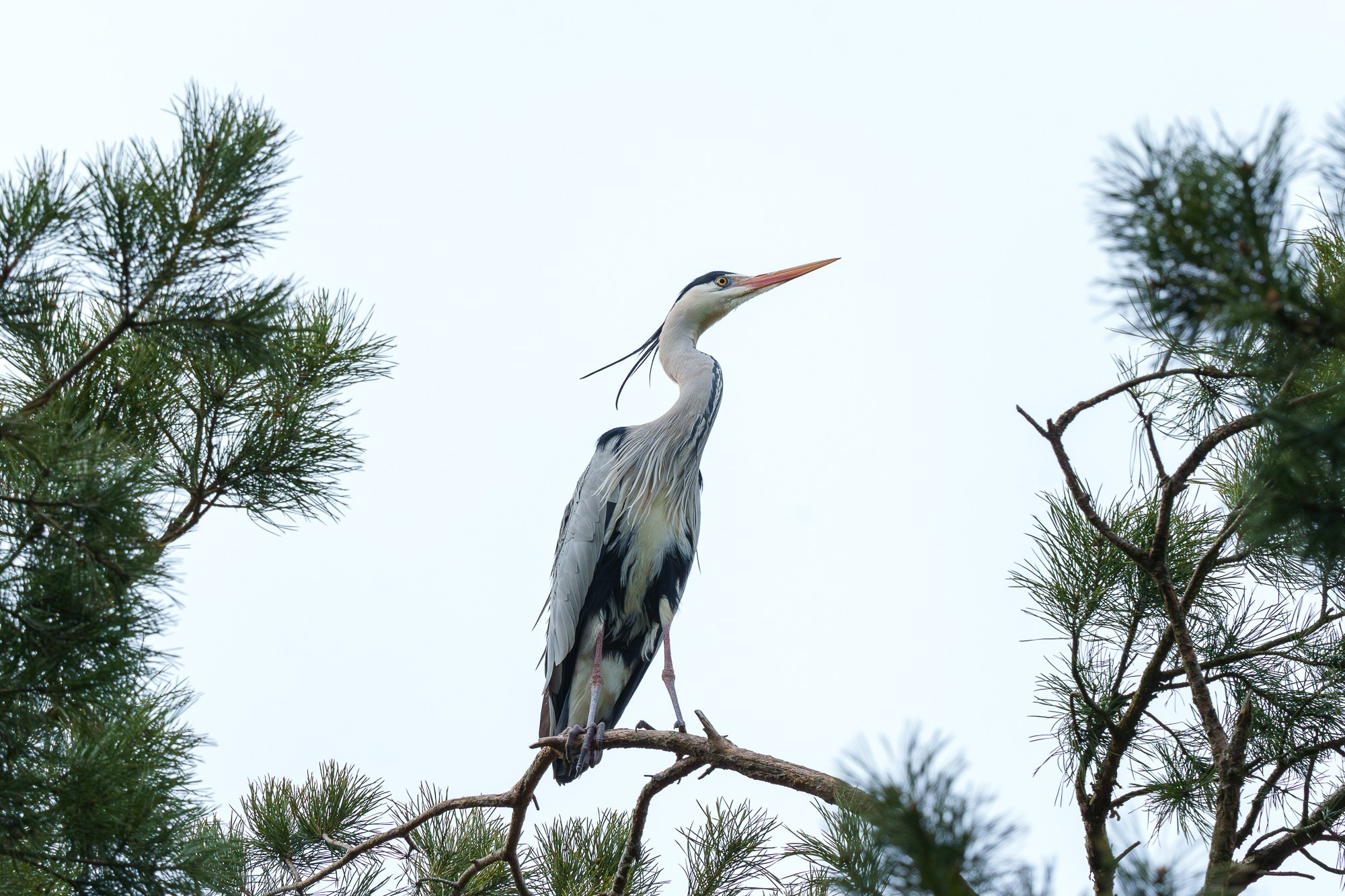 Удивительные мир птиц. Вокруг нас столько прекрасного — присмотритесь!. Ваш личный фотограф Марина Волкова