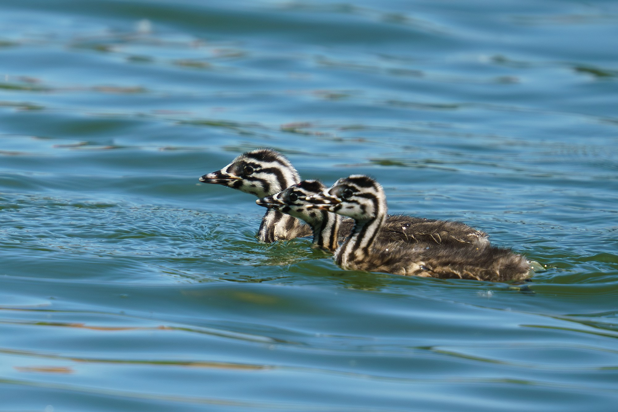Удивительные мир птиц. Вокруг нас столько прекрасного — присмотритесь!. Ваш личный фотограф Марина Волкова
