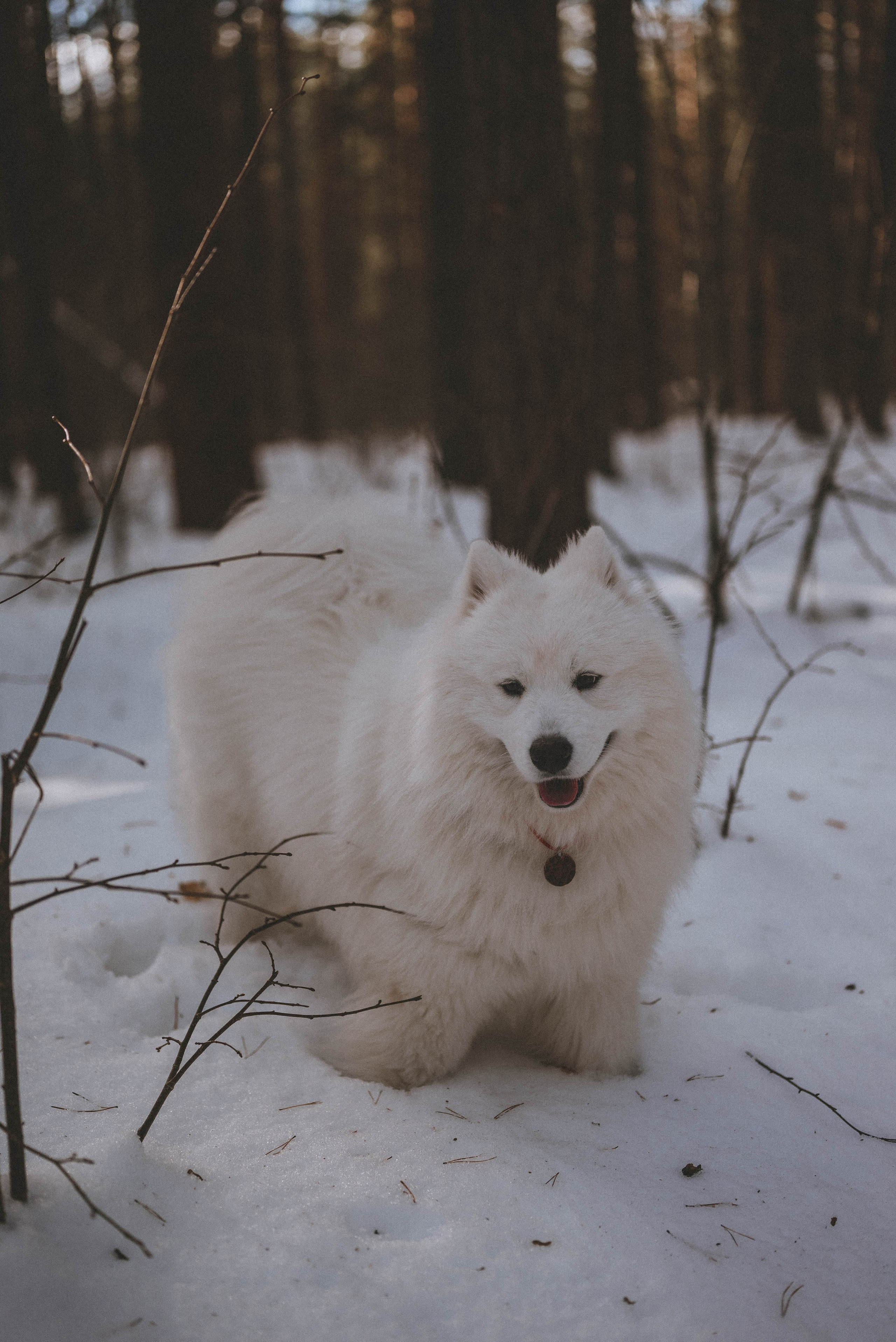 Евгений и Юлия с Каем. Фотограф Кристина Пархоменко