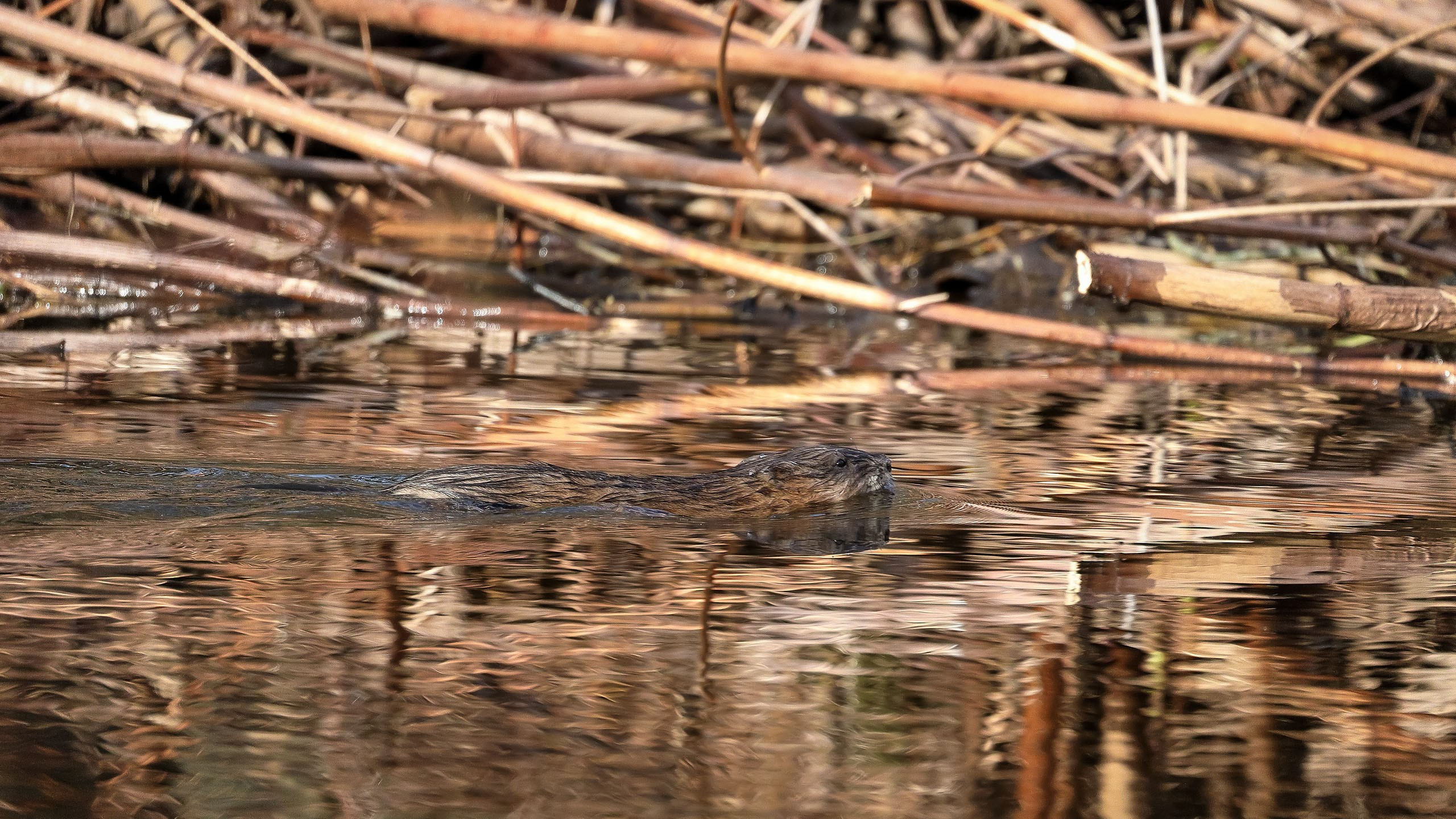 Плывущая норка