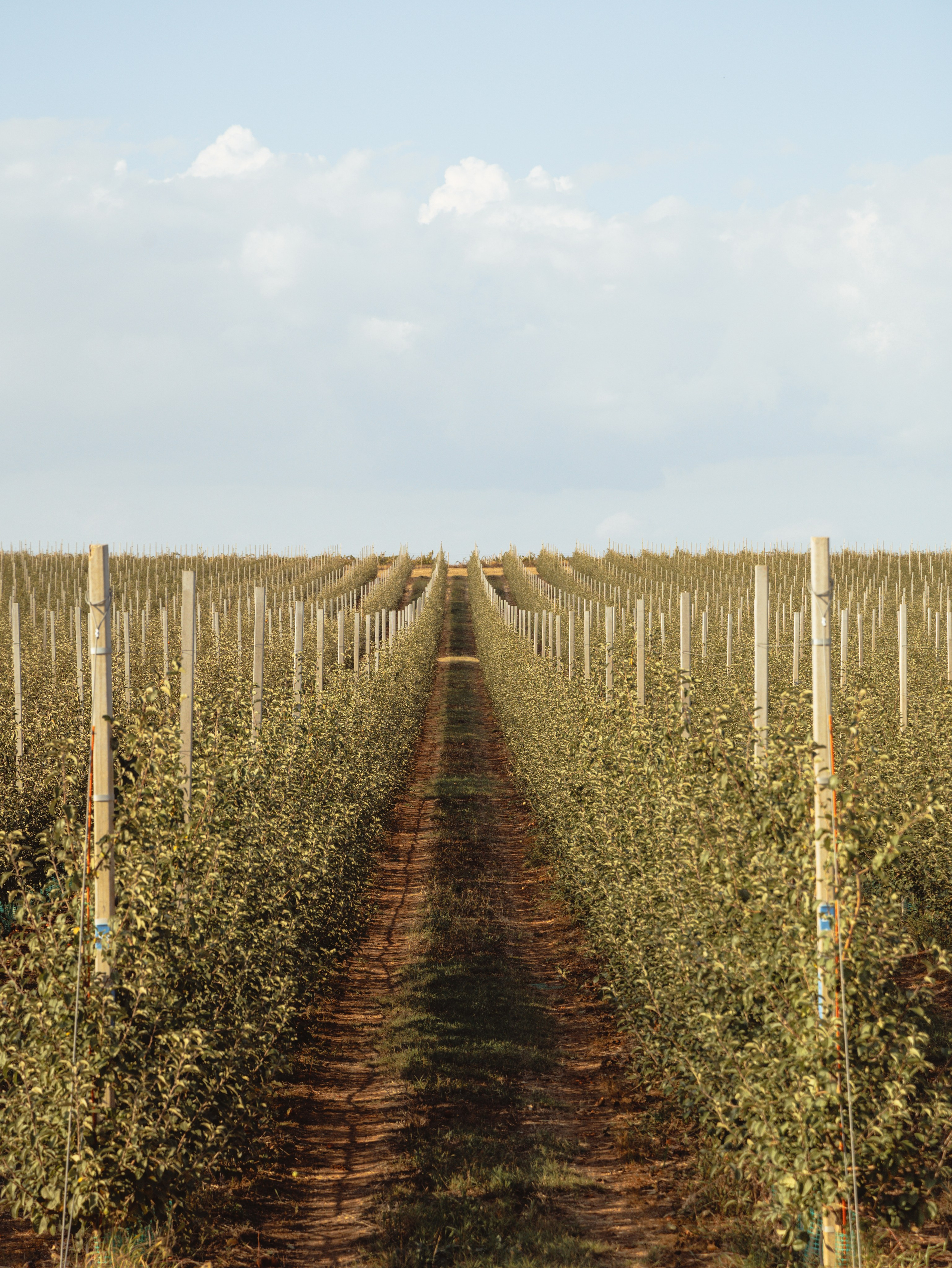 Domik в саду. Артем Корнев Фотограф